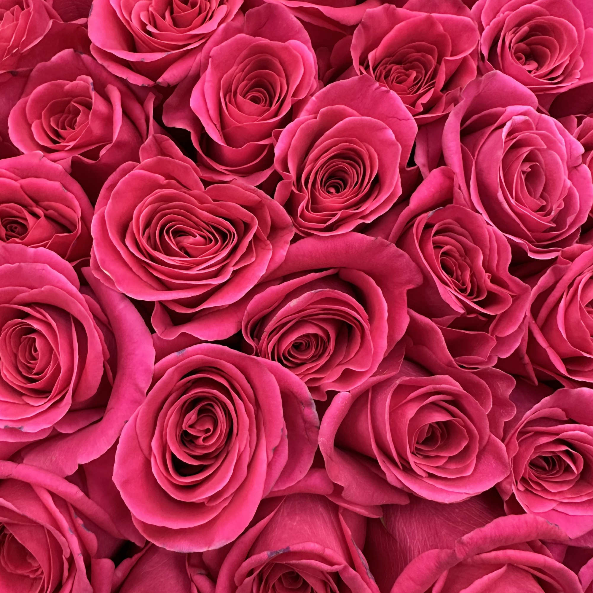 51, 75 or 101 Long-stem Pink Floyd roses in elegant wrapping.