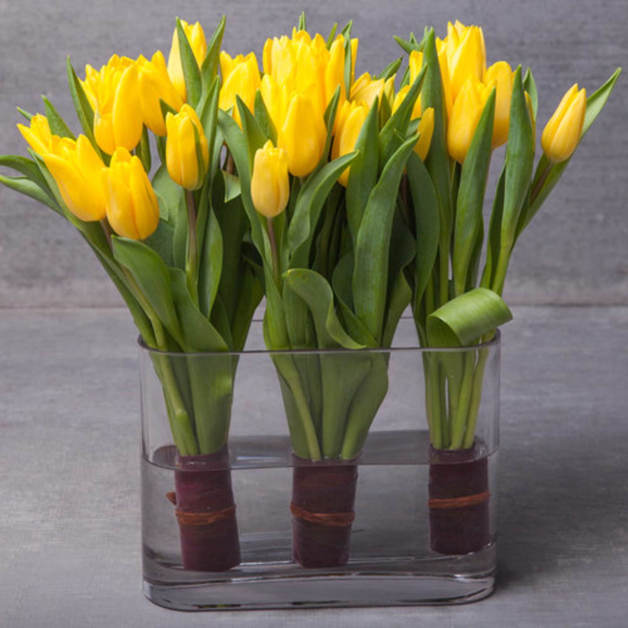 Lift any day with a trio of singing yellow Tulips (many other