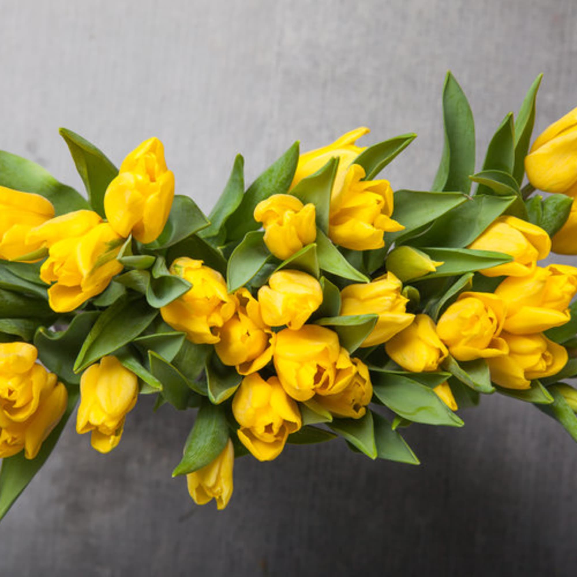 Lift any day with a trio of singing yellow Tulips (many other