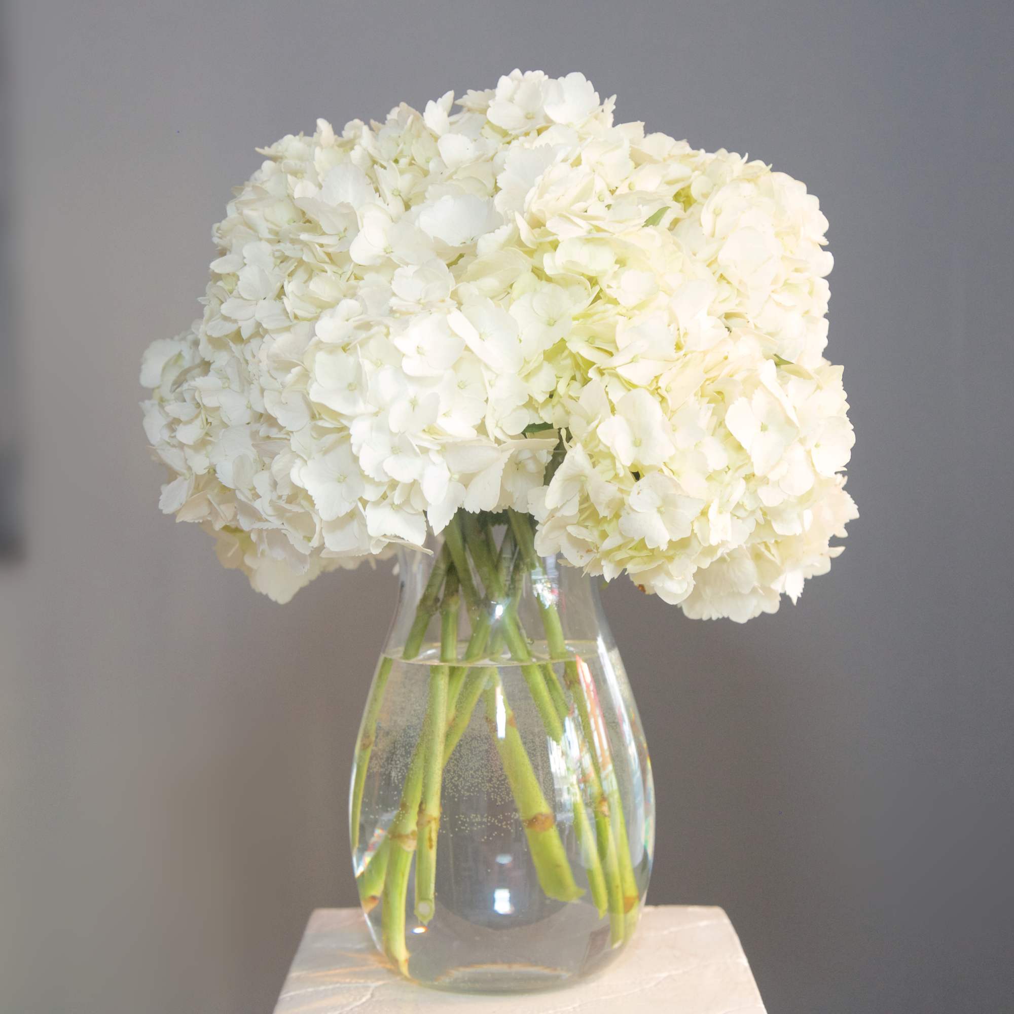 Cool the jets of Summer with this arrangement of ice white Hydrangeas.