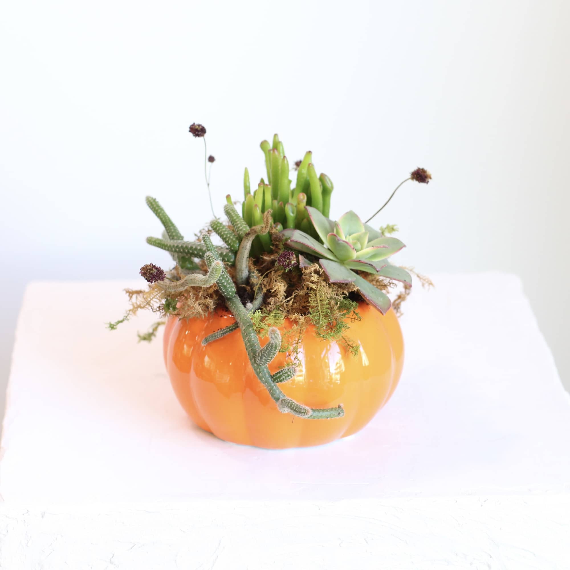 Embrace the spirit of autumn with this Ceramic Pumpkin Planter, filled with