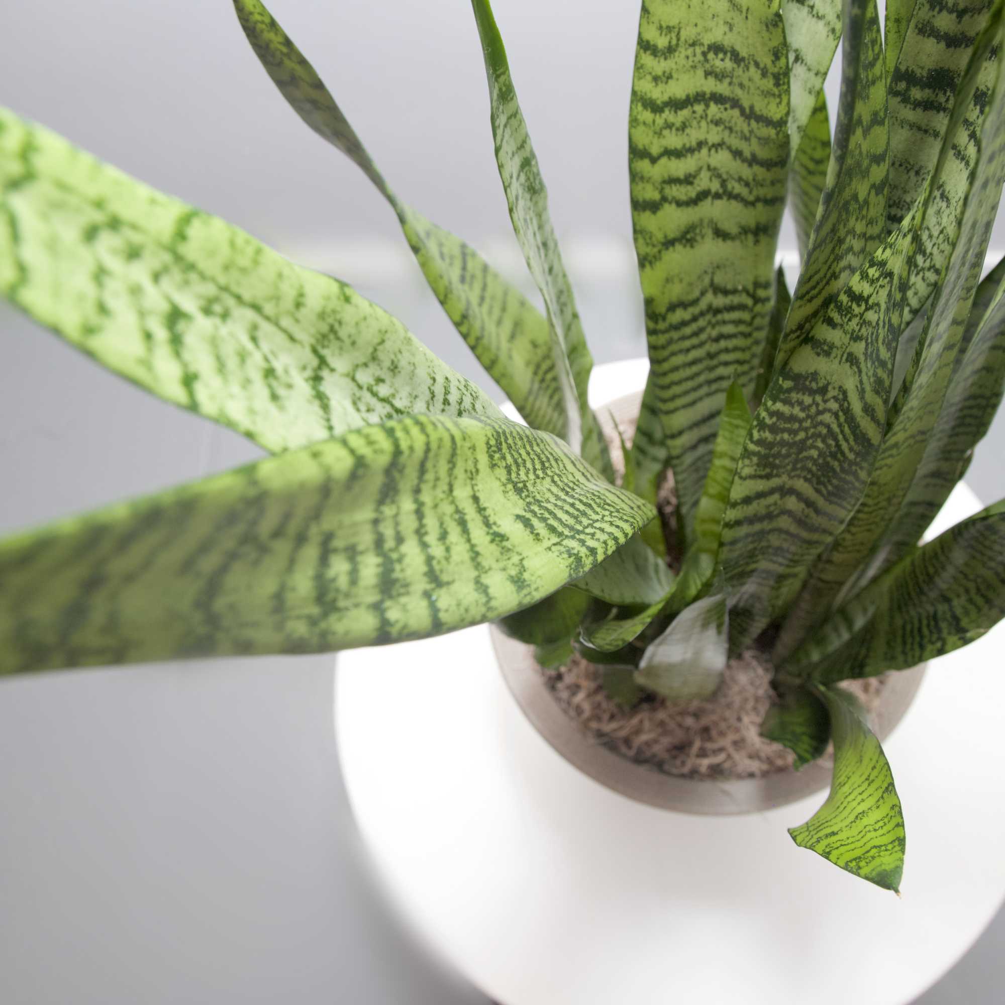 Make a long lasting - easy care - statement with this lovely