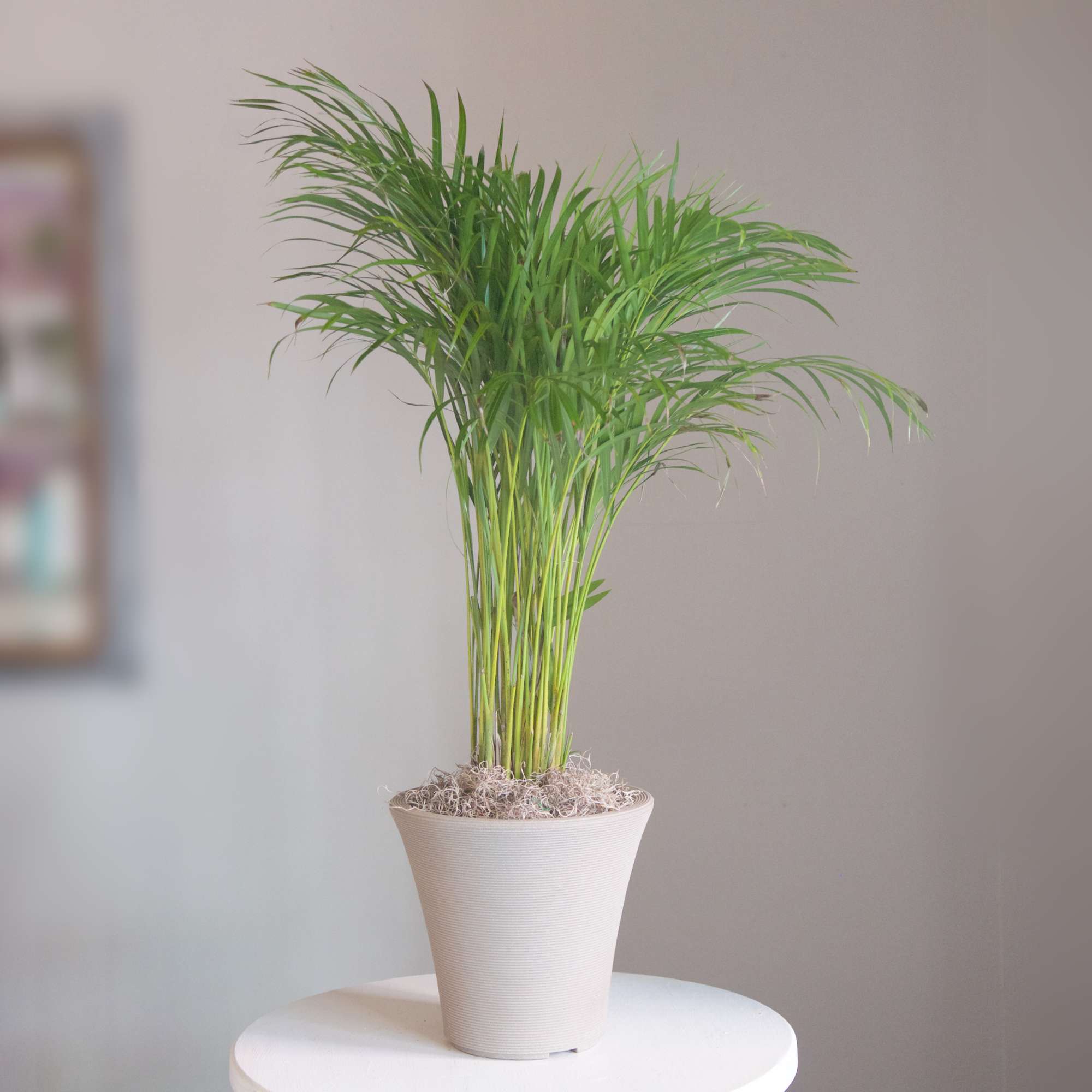 Cool any environment with this awesome Kenita Palm plant nestled in a