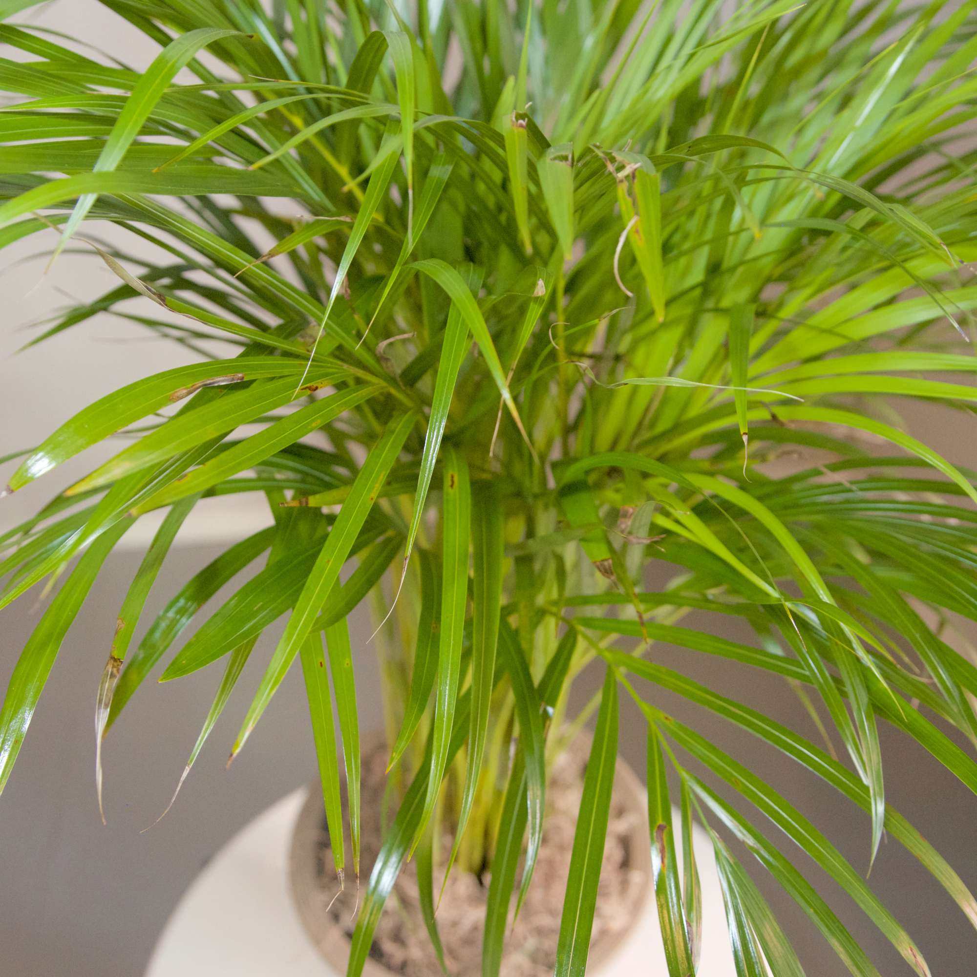 Cool any environment with this awesome Kenita Palm plant nestled in a
