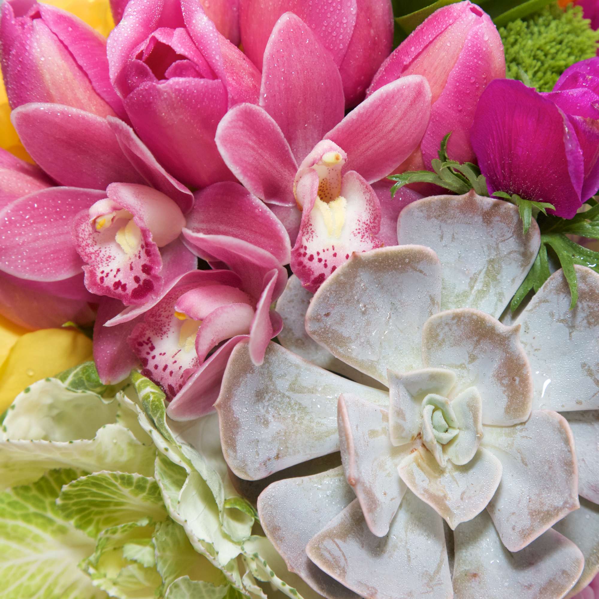 Lift your loved ones&#039; spirits with this brilliant arrangement of Succulents, Roses
