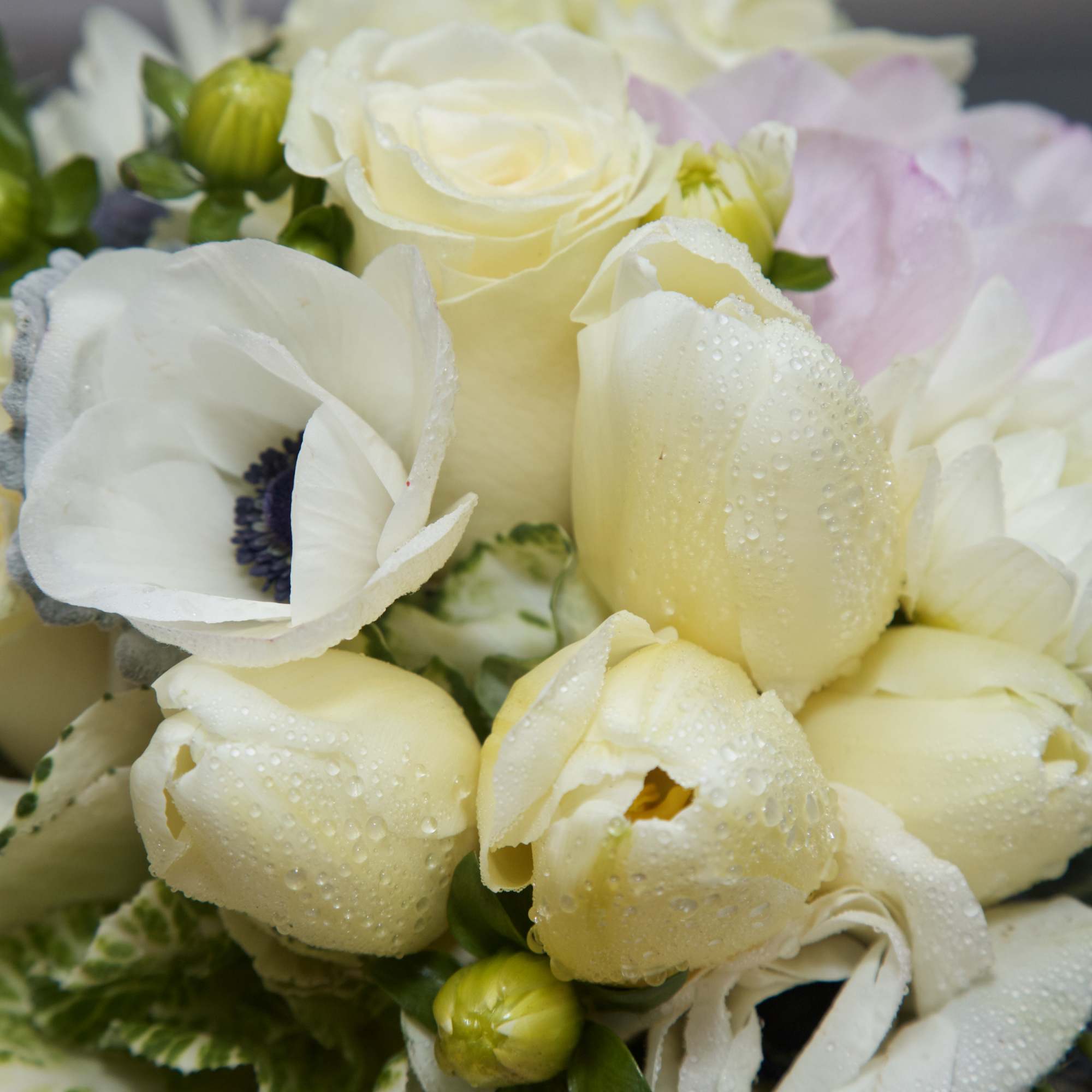 A refreshing arrangement of Snow White Roses and Lilies, frosty succulents framed