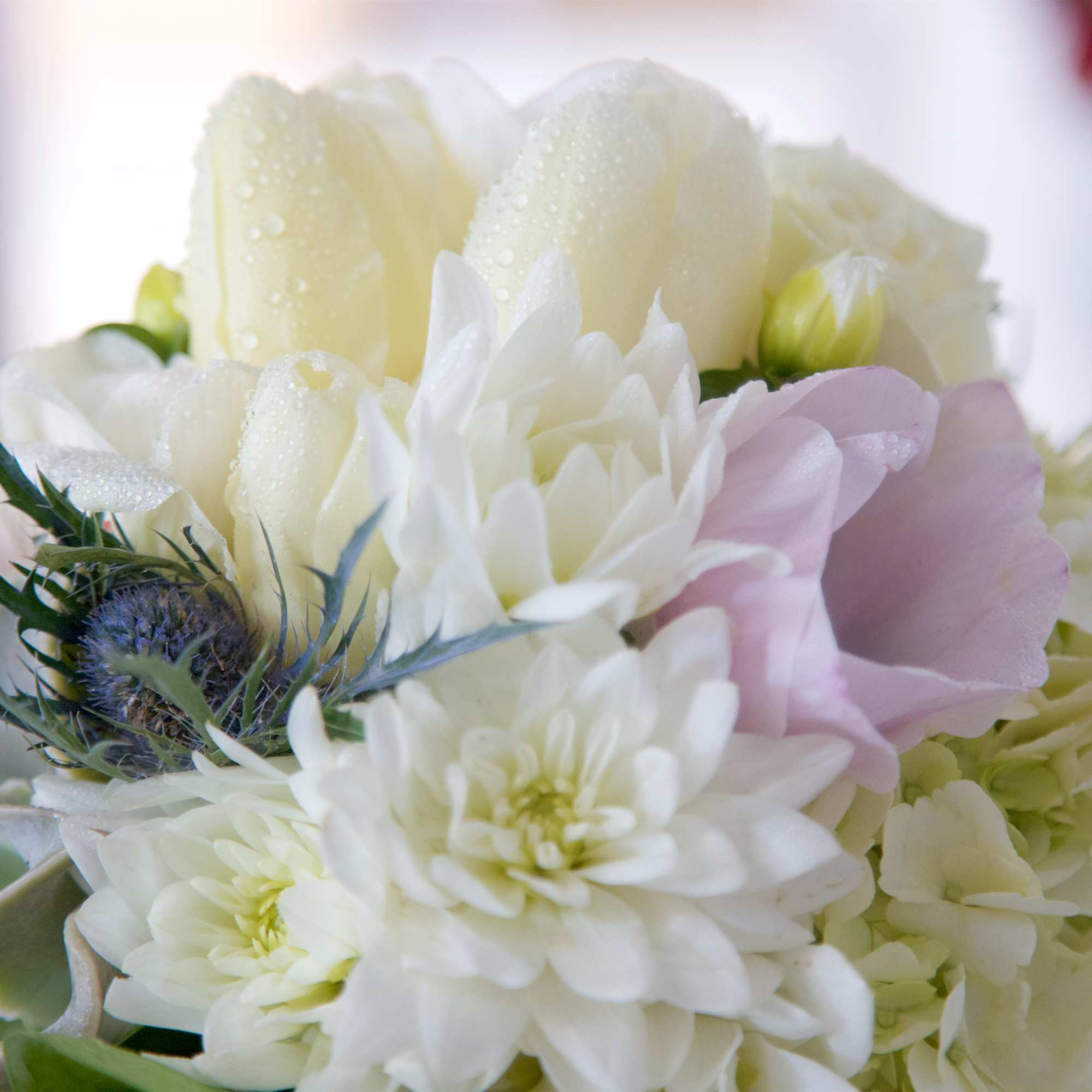 A refreshing arrangement of Snow White Roses and Lilies, frosty succulents framed