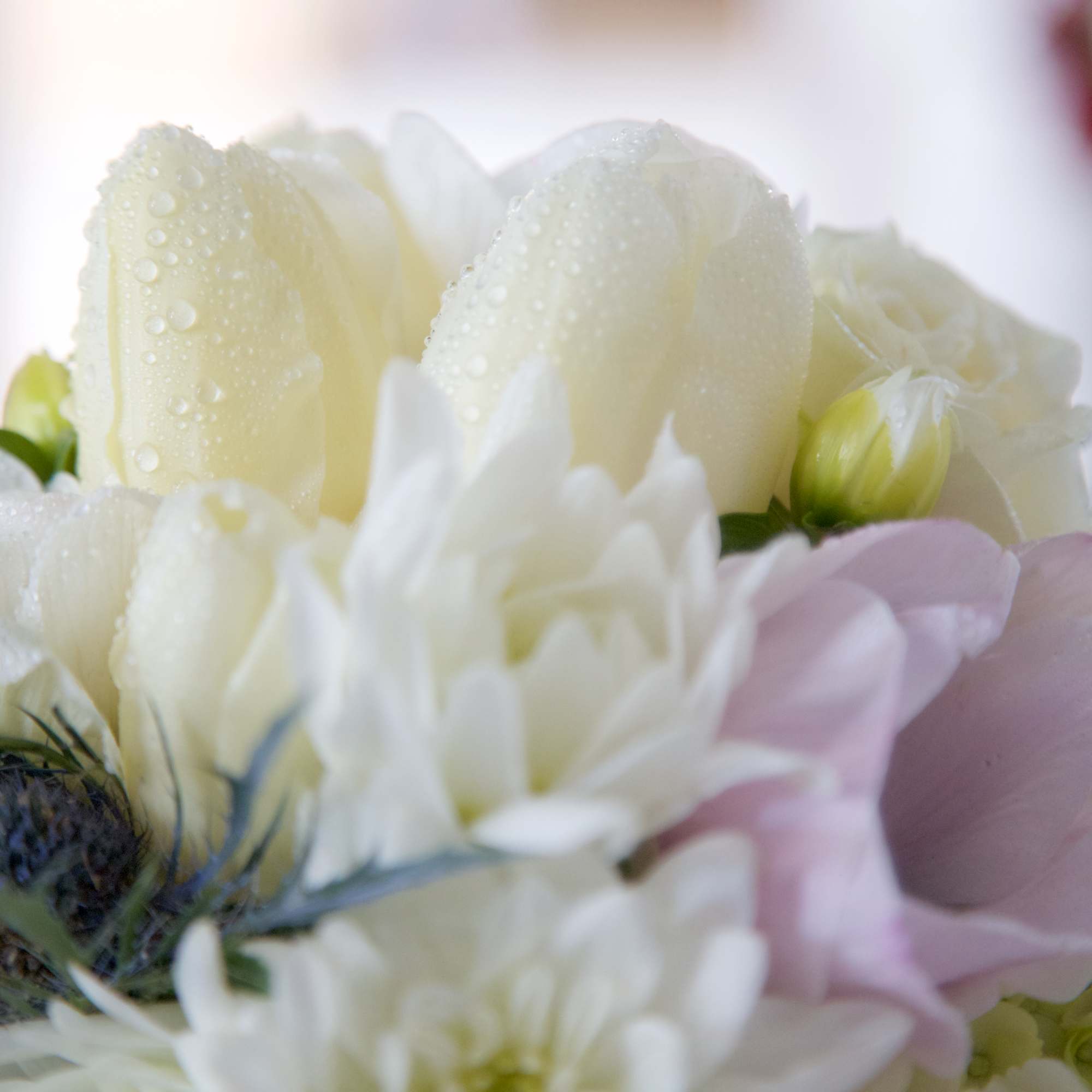 A refreshing arrangement of Snow White Roses and Lilies, frosty succulents framed