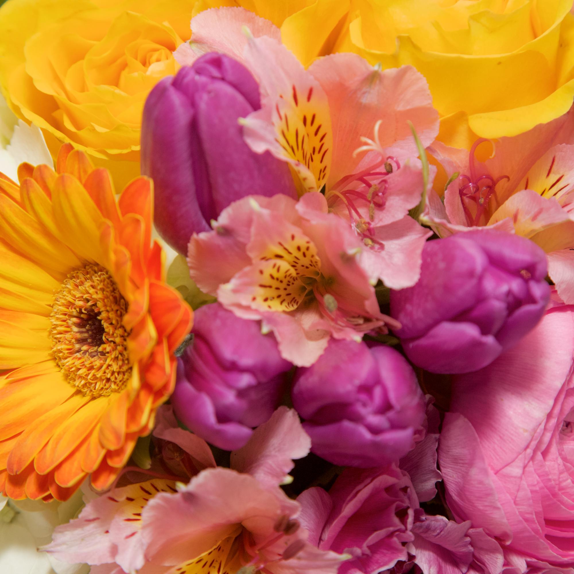 Delight your Beloveds with this bright, happy arrangement of Hydrangeas, Gerbera Dasies
