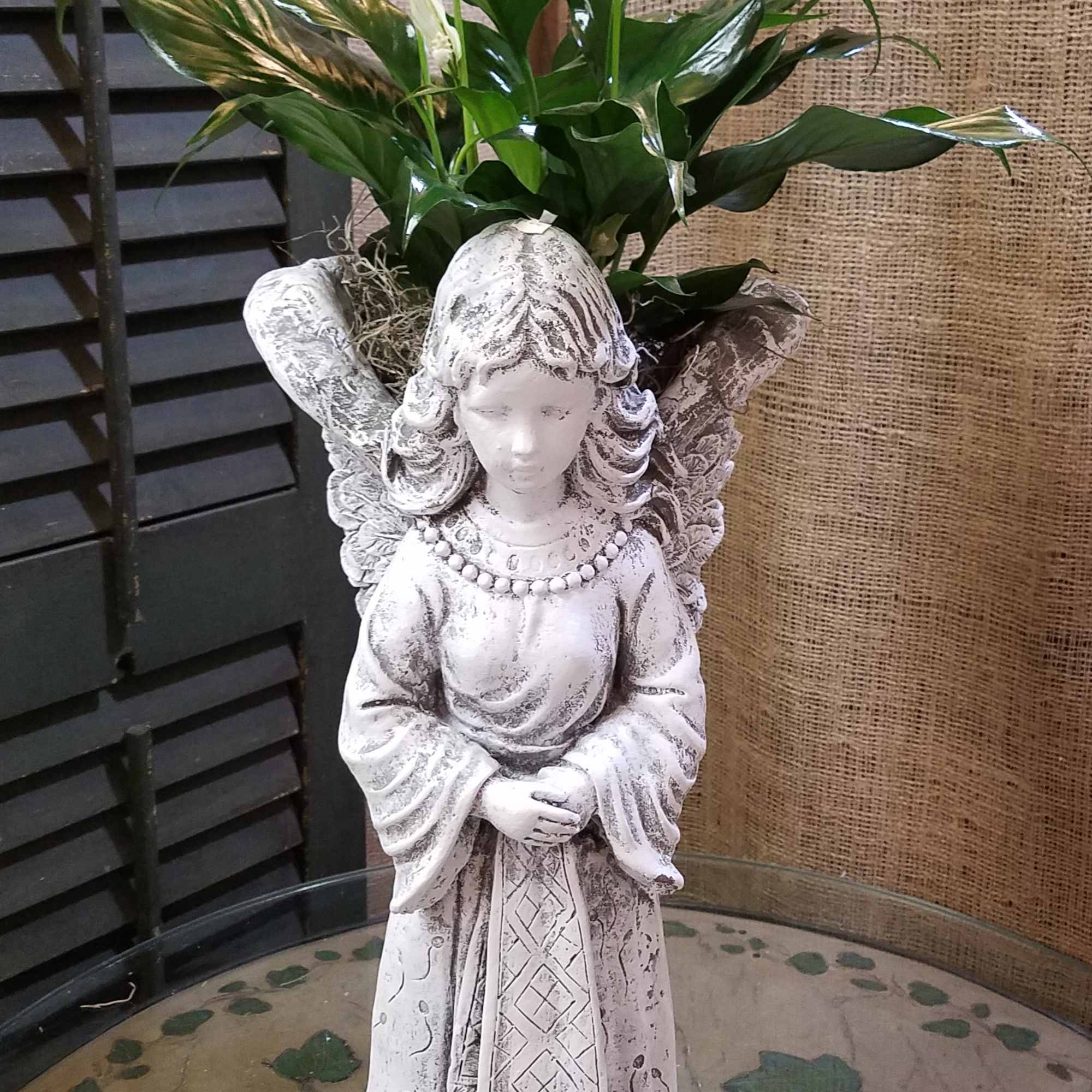 20" Concrete Angel with Peace Lily – Haehn Florist & Greenhouses
Honor the 20" Concrete Angel with Peace Lily – Haehn Florist & Greenhouses
Honor the