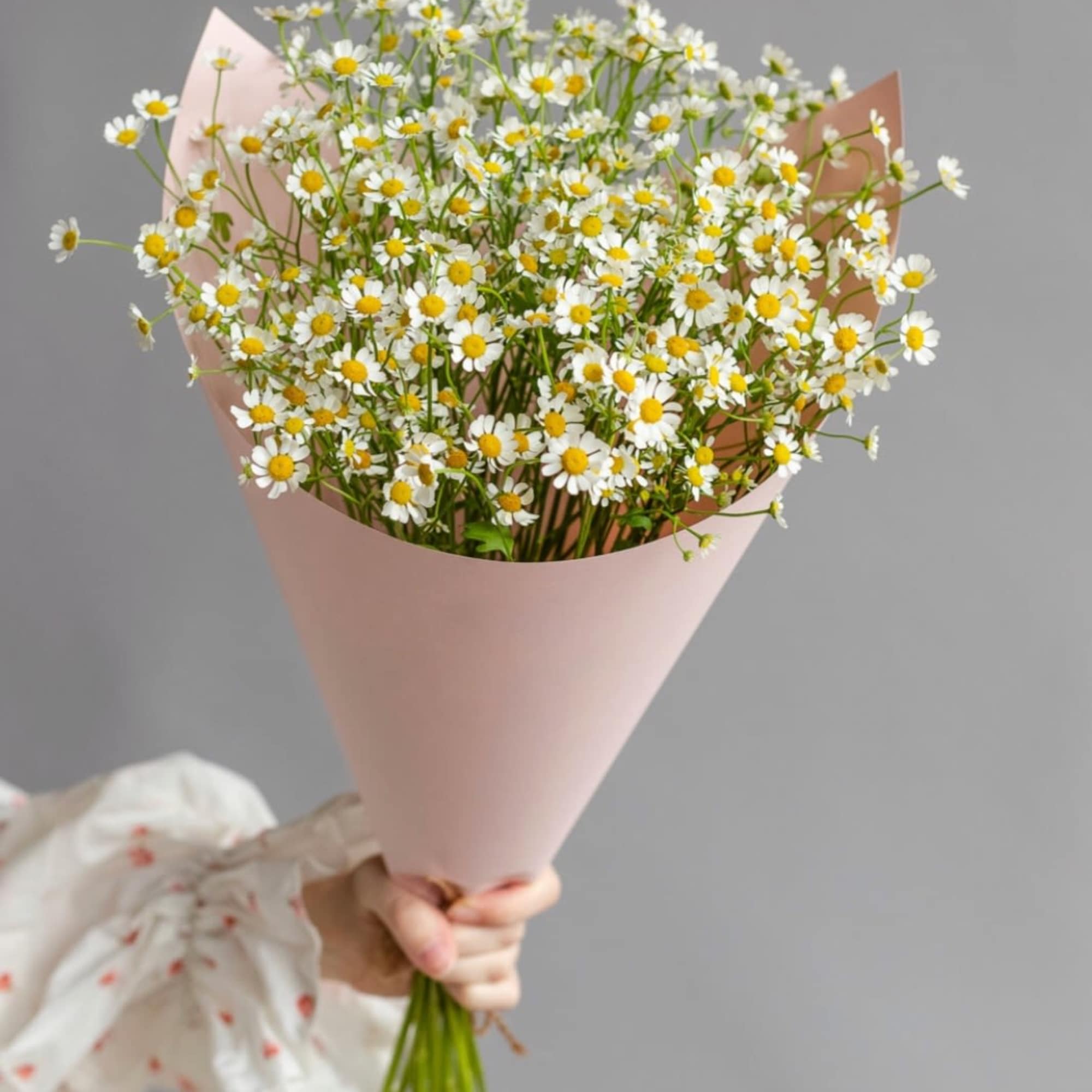 Bouquet of mini Daisies ( Chamomile ).