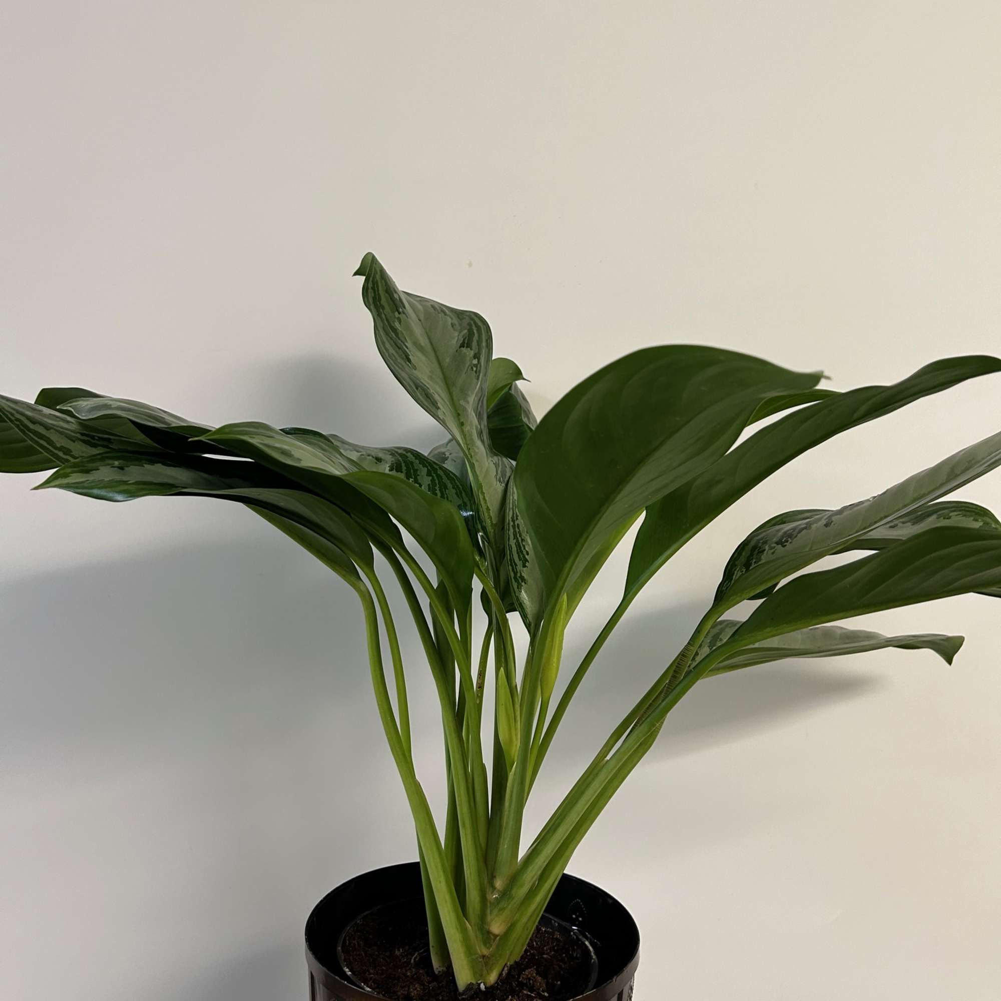 Easy care green plant.