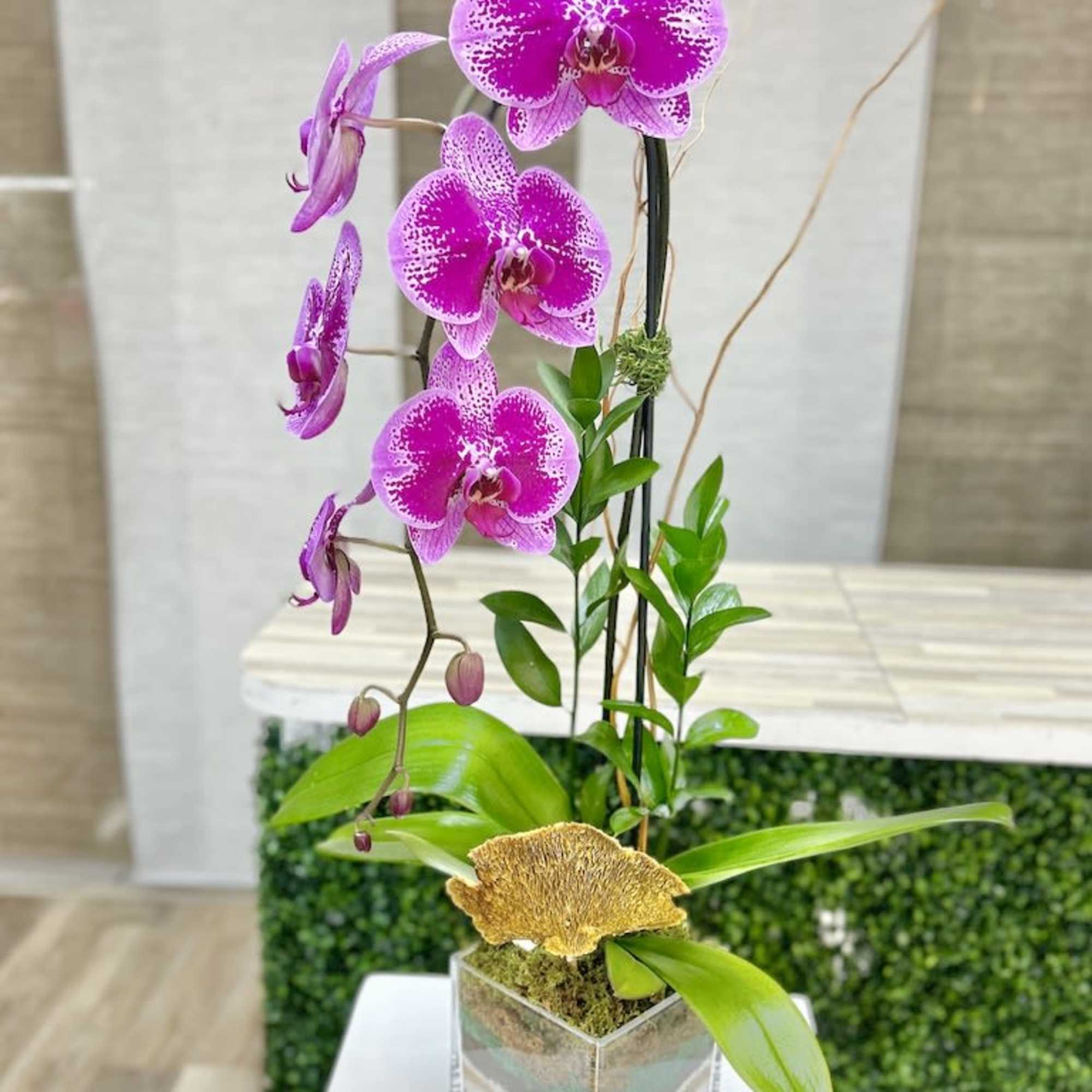 Orchid Pink Plant: 1 single stem accented with green ruscus, moss, curly