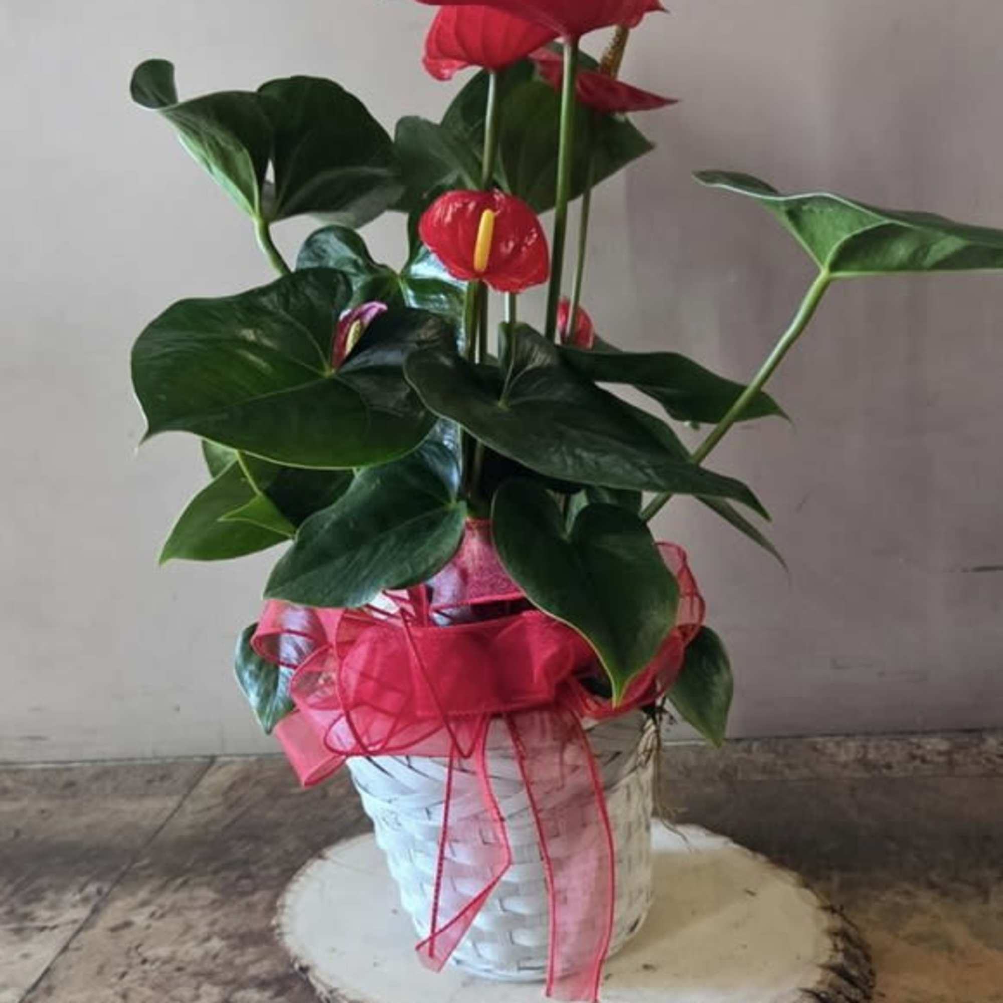 Calling all plant lovers: This red Anthurium is a unique and easy