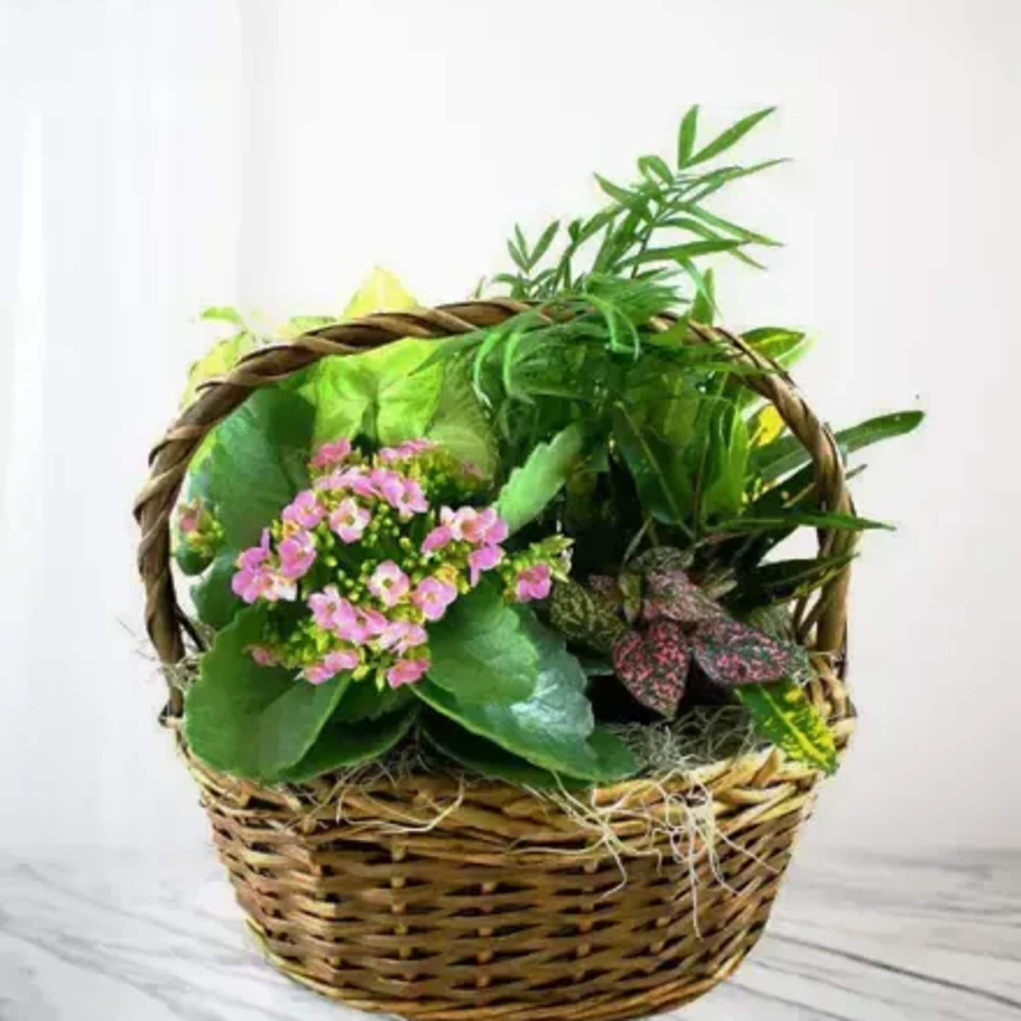 A collection of green and blooming plants that are placed and grown