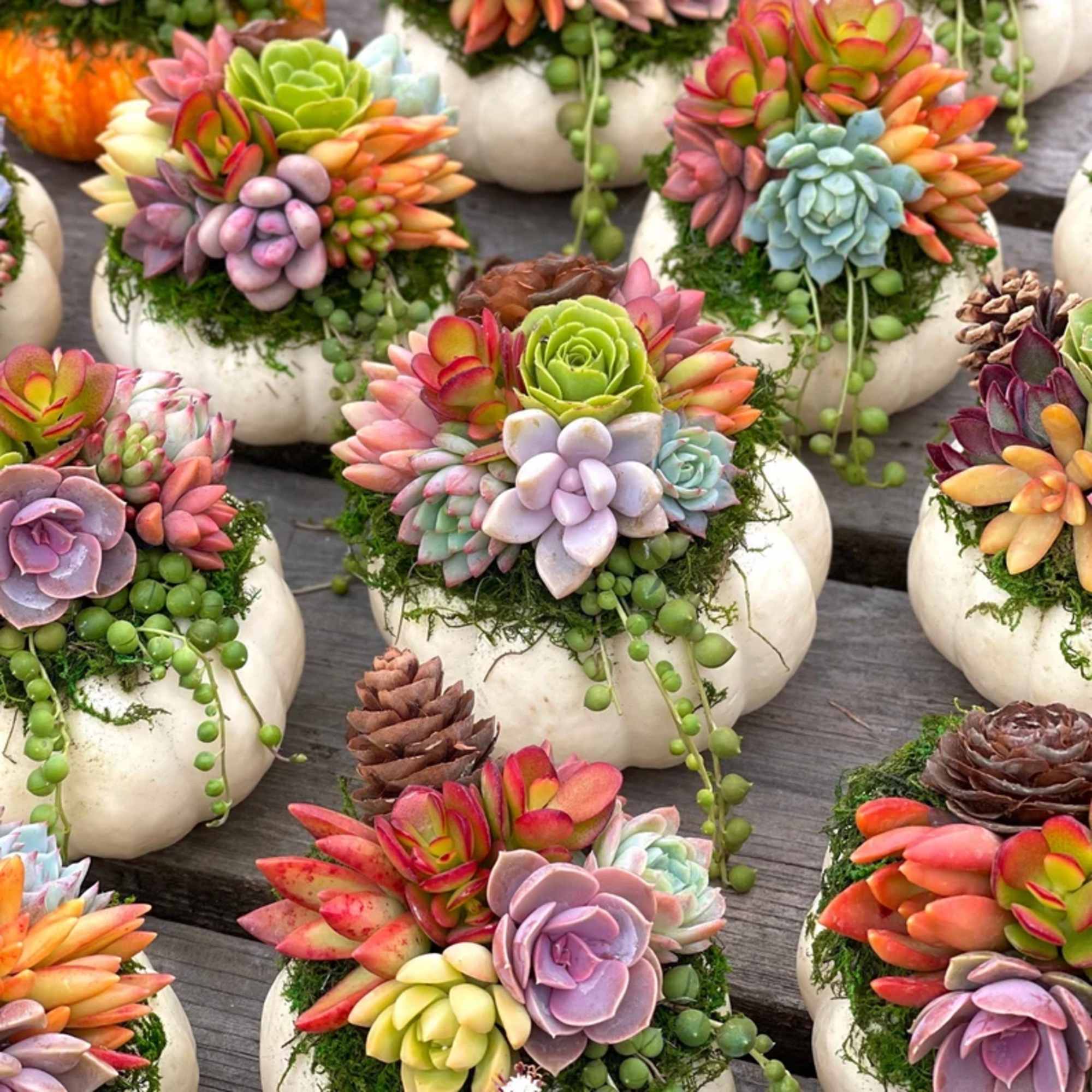 Calling all floral enthusiasts! Are you ready to immerse yourself in a