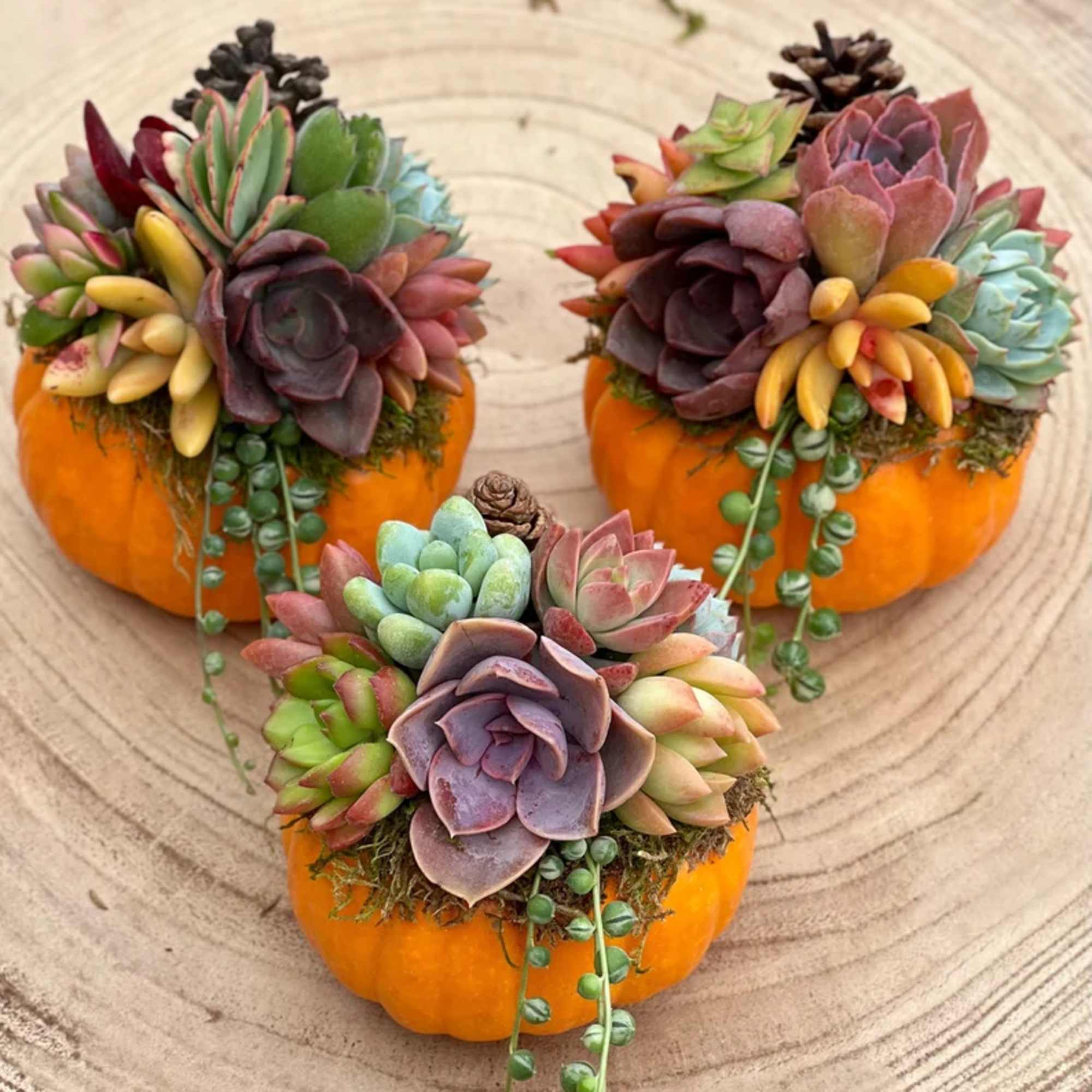 Calling all floral enthusiasts! Are you ready to immerse yourself in a