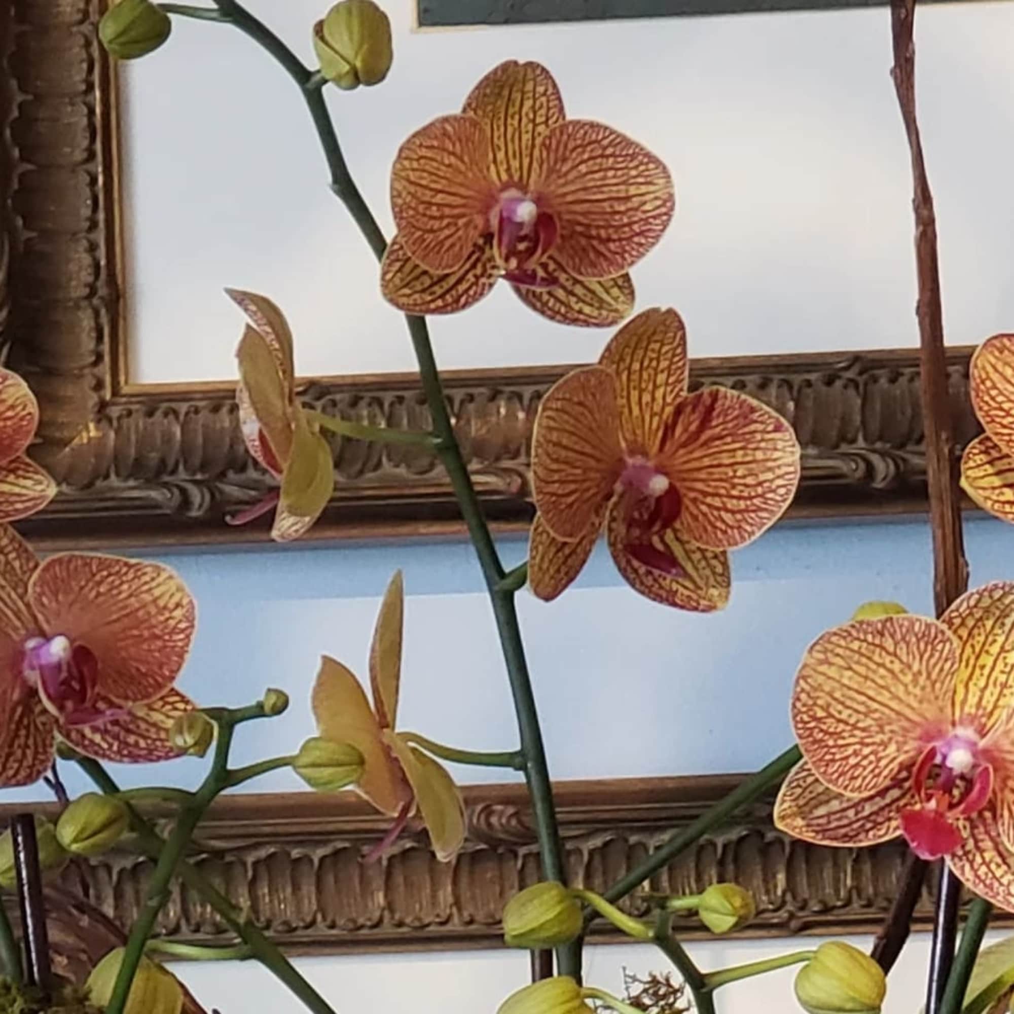 An elegant kaleidoscope phalaenopsis orchid arranged in a beautiful ceramic pot decorated