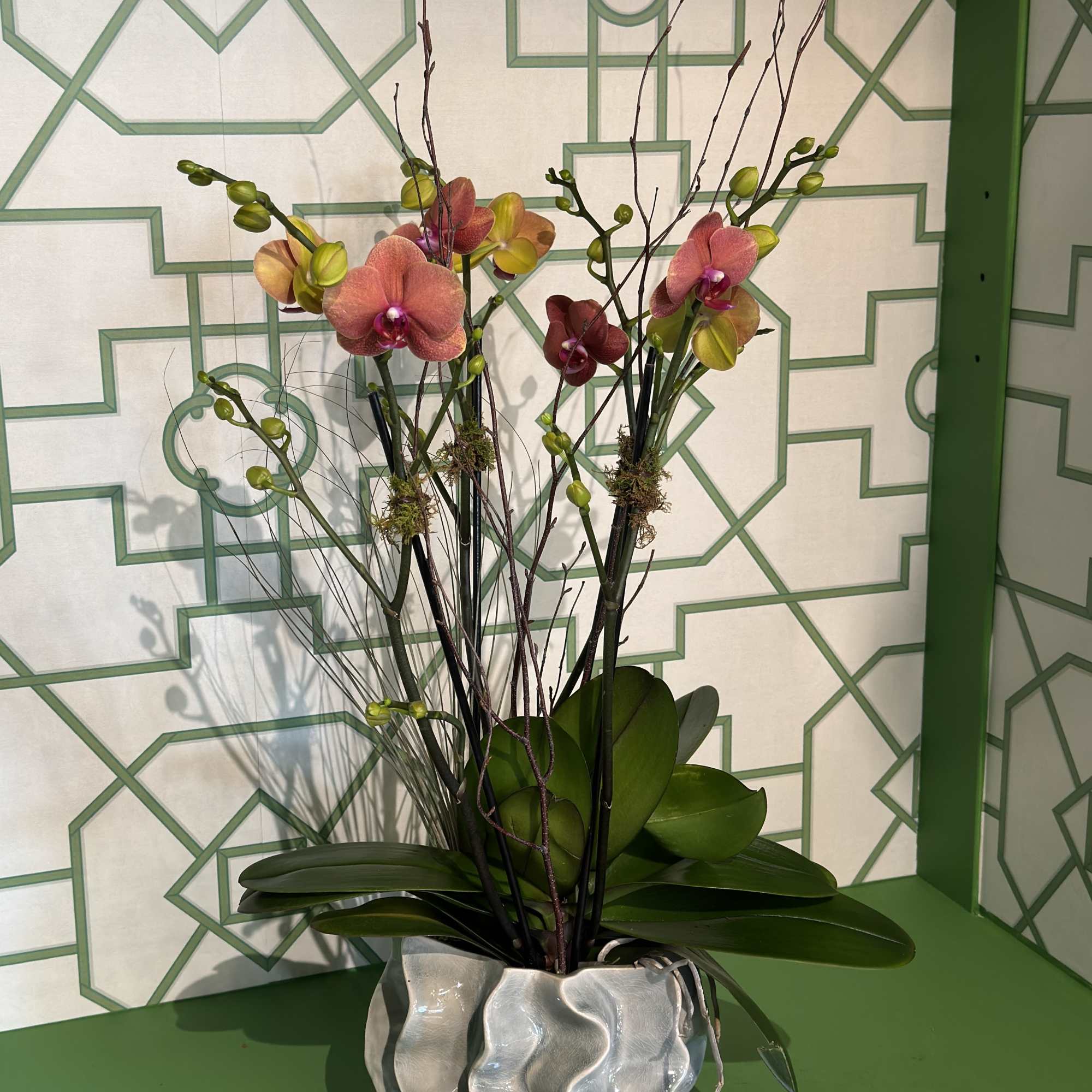 An elegant ceramic container with two beautiful phalaenopsis orchid plants; decorated with