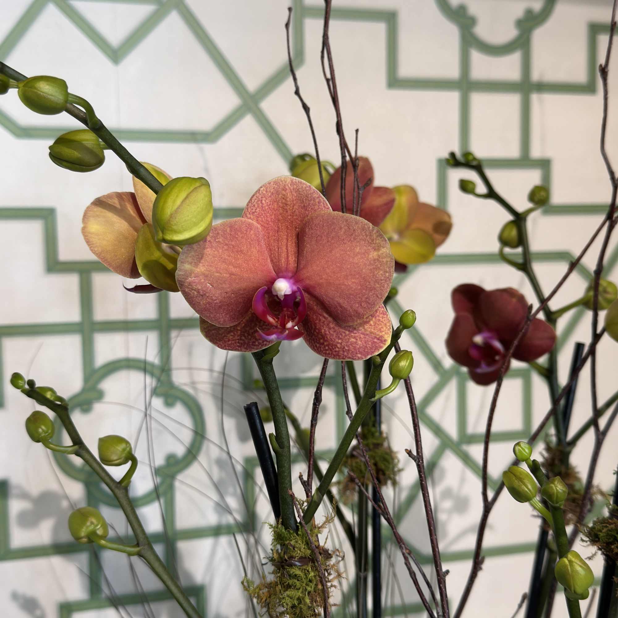 An elegant ceramic container with two beautiful phalaenopsis orchid plants; decorated with