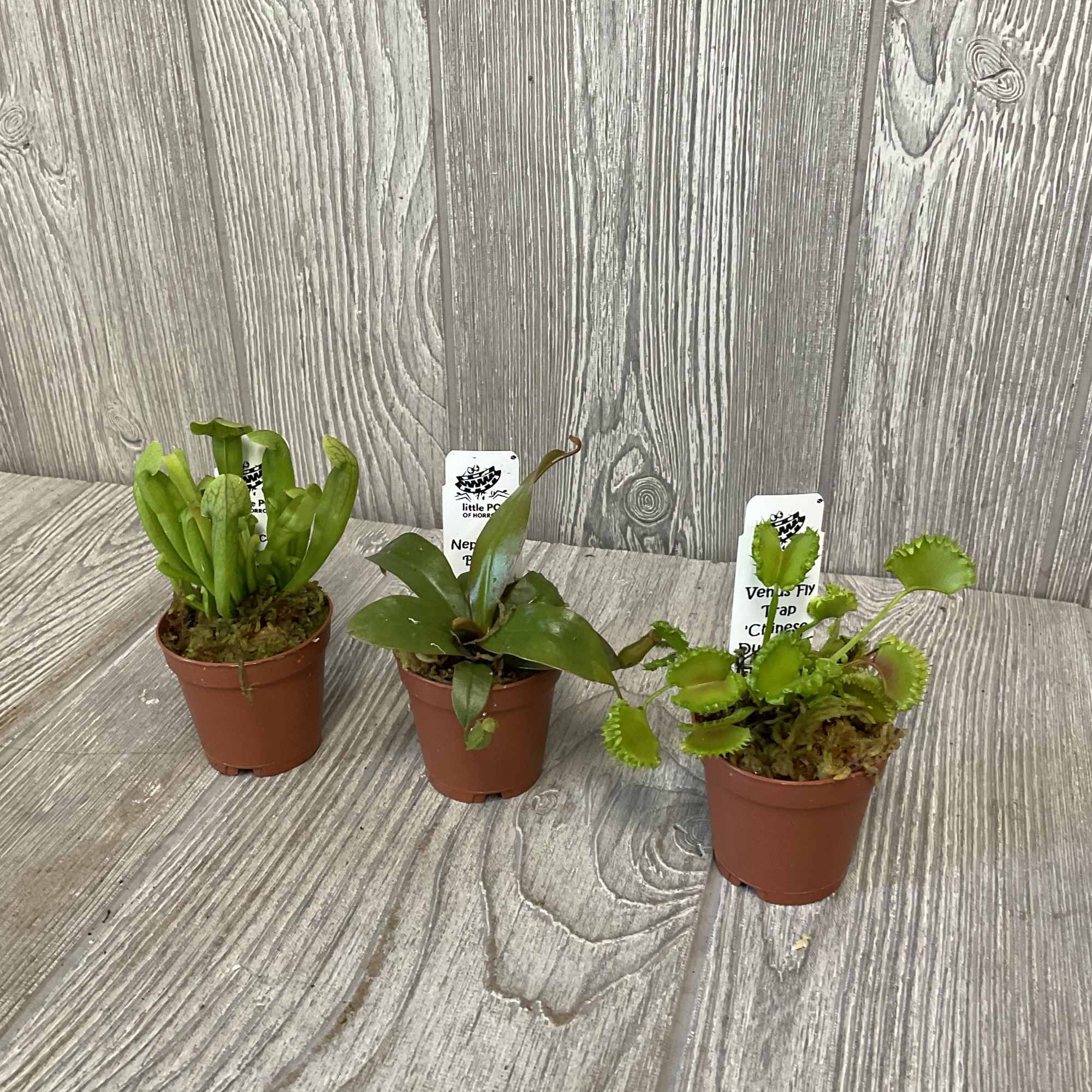 Set of 3 different carnivorous plants in one inch pots. 