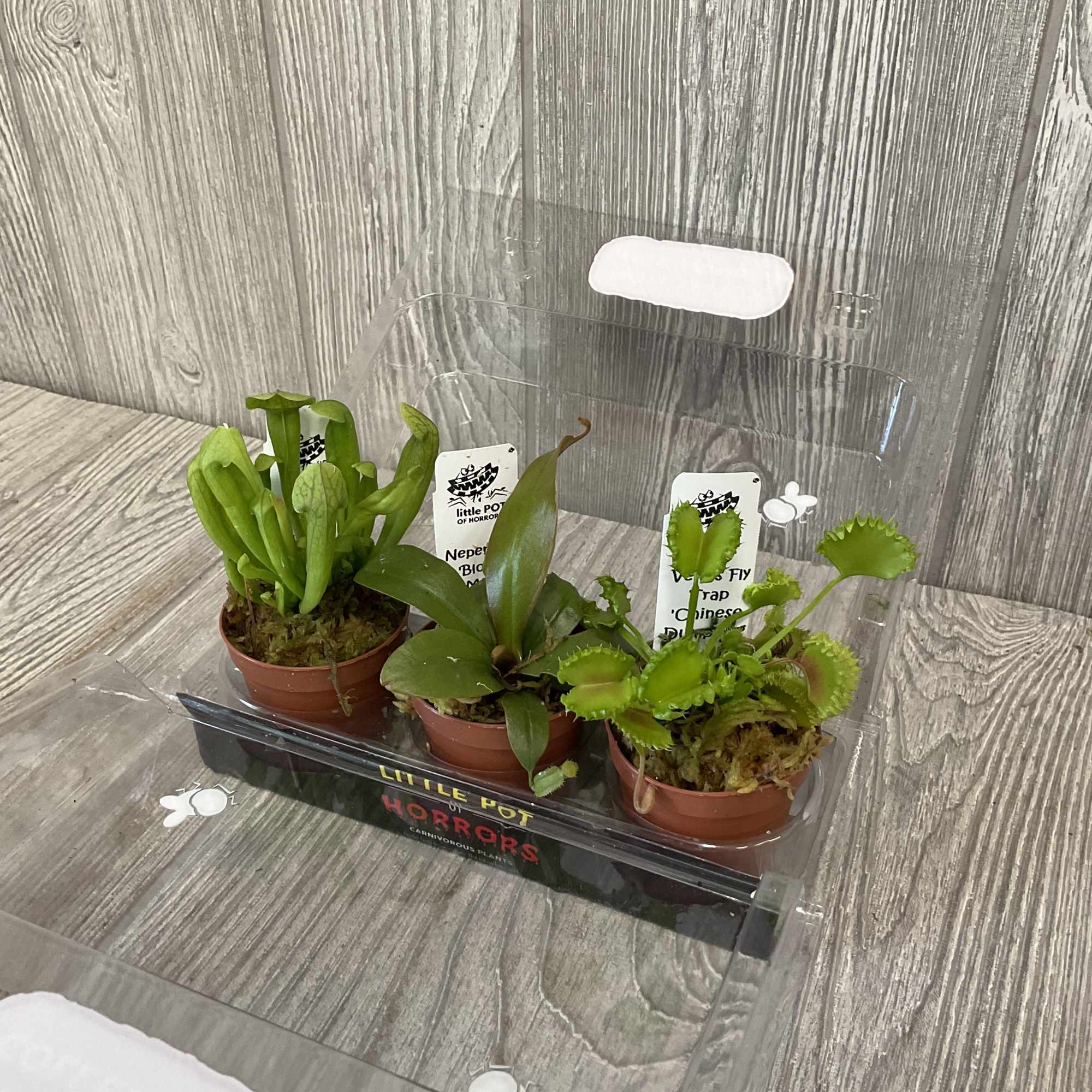 Set of 3 different carnivorous plants in one inch pots. 