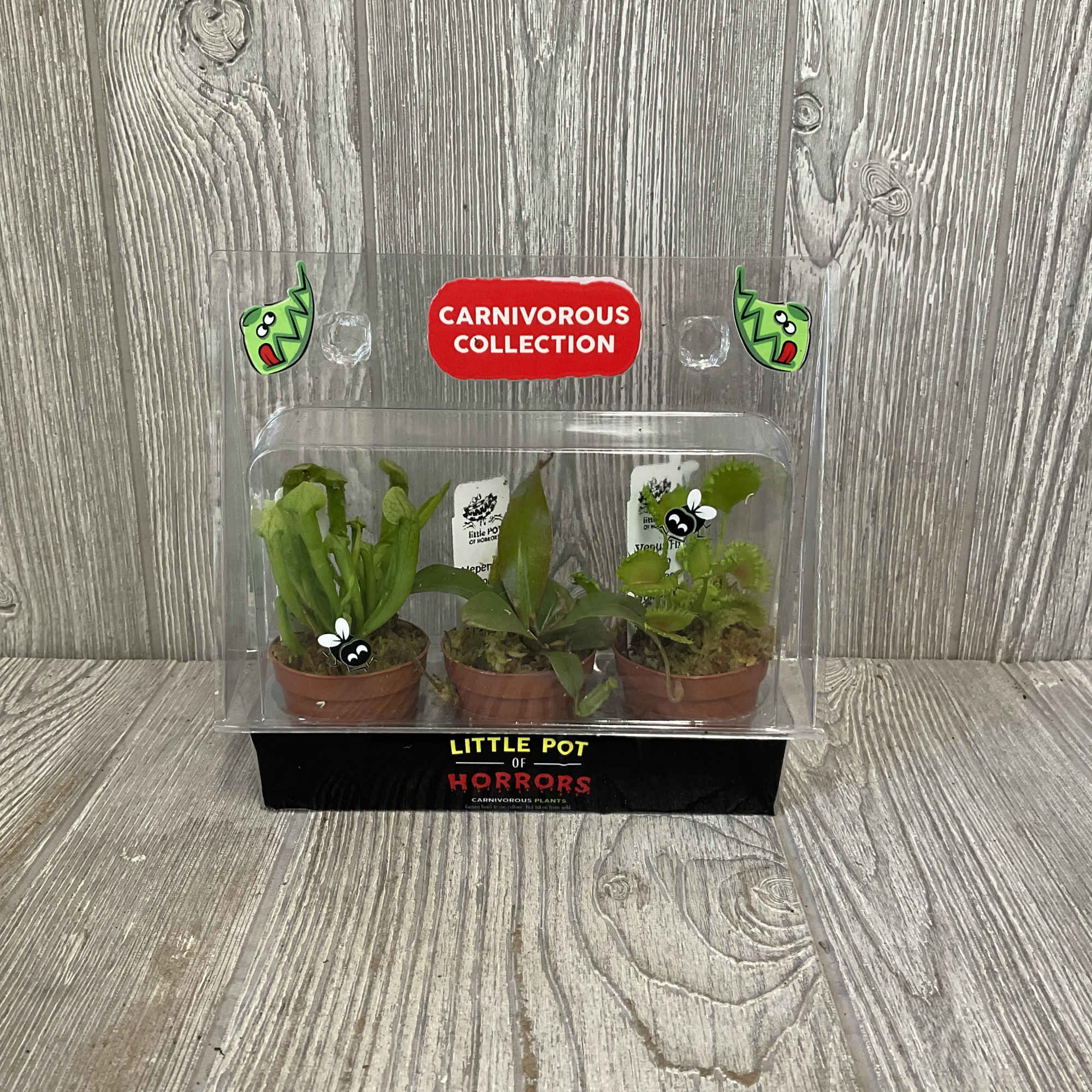 Set of 3 different carnivorous plants in one inch pots. 