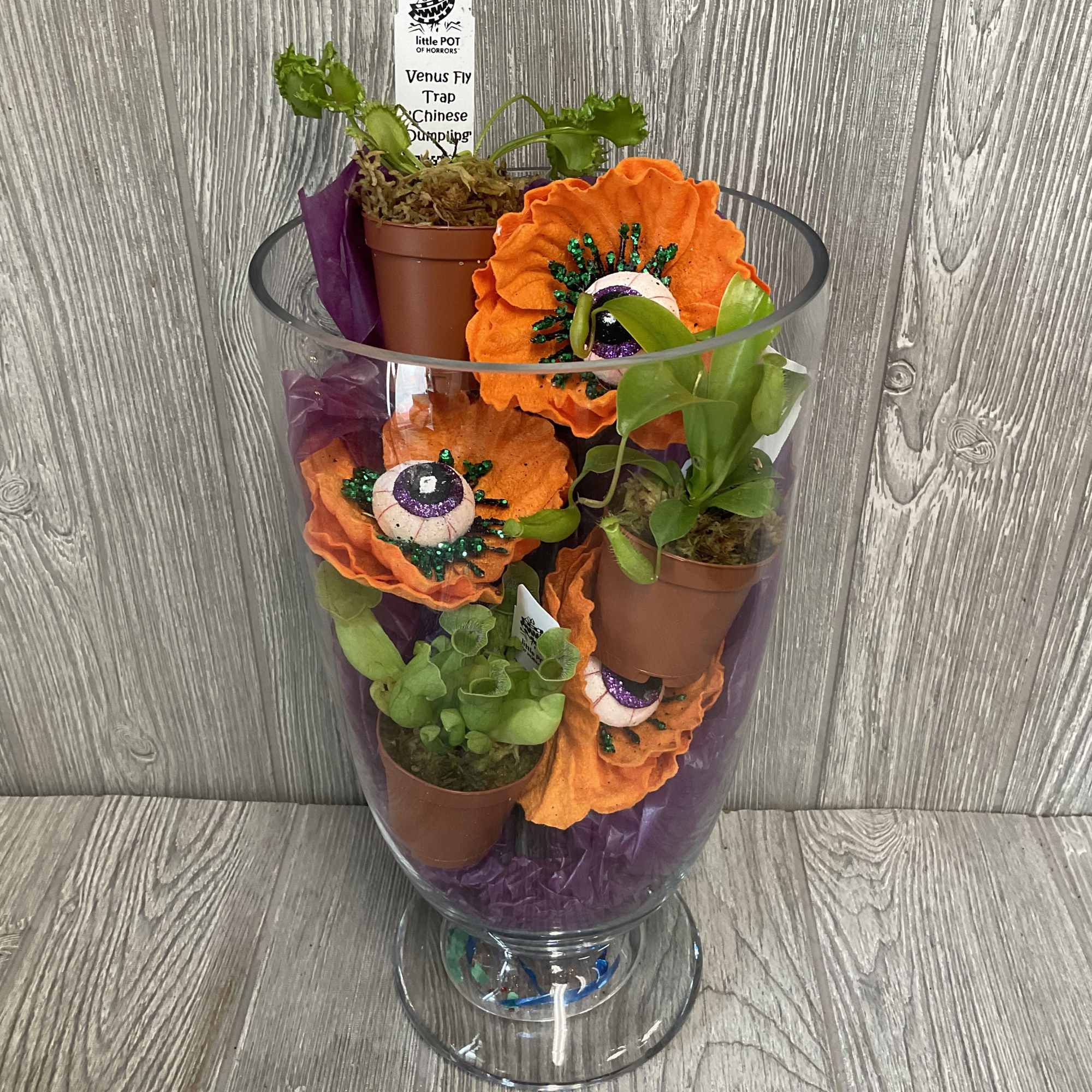 Set of 3 different carnivorous plants in one inch pots. 