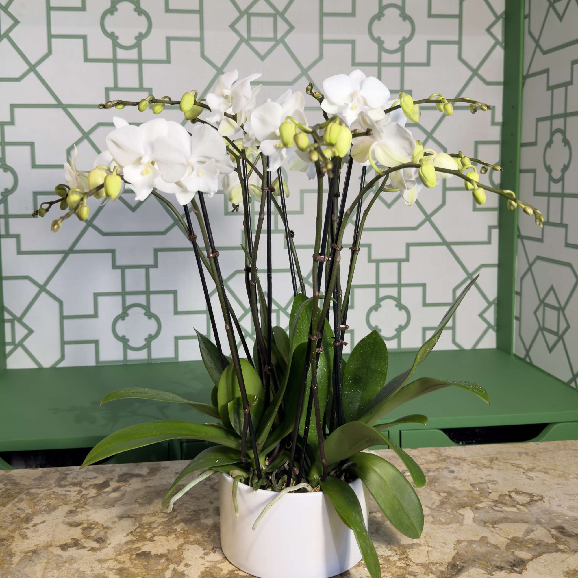 Add a touch of delicate elegance to your space with these beautiful