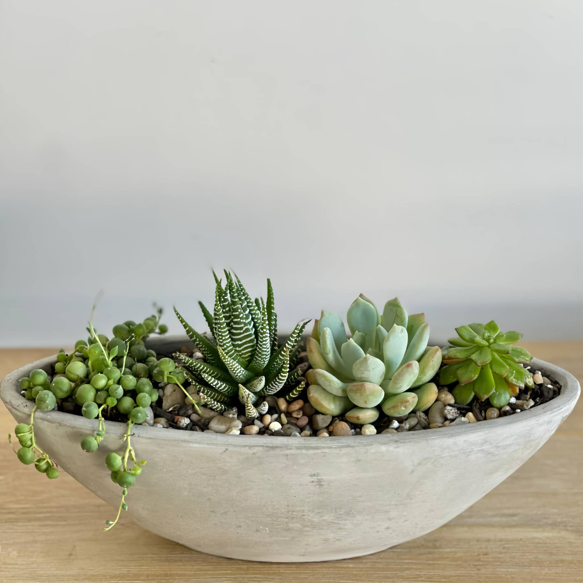 A mix of hardy succulents arranged in a sleek grey ceramic oval
