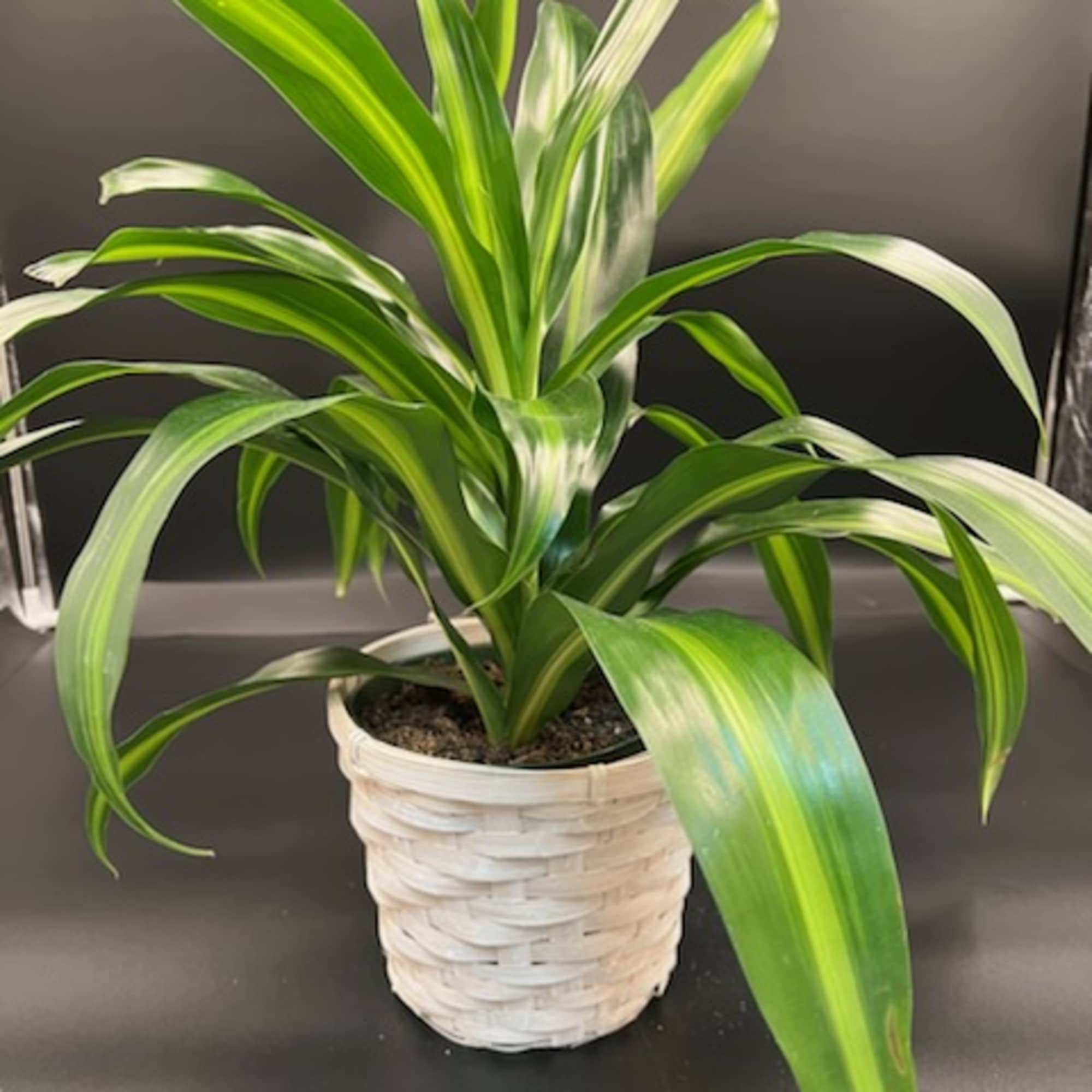 These thrive in medium light.