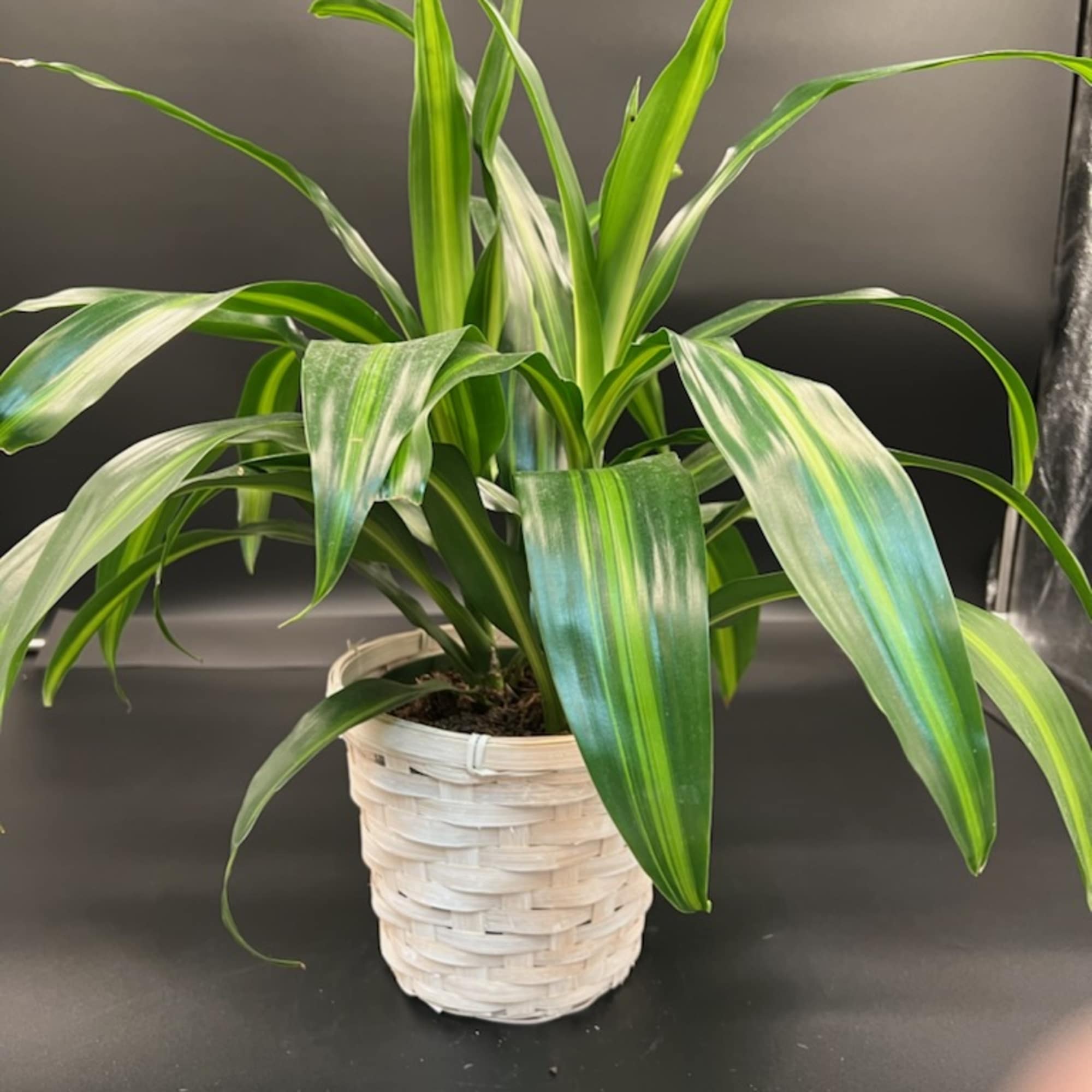 These thrive in medium light.