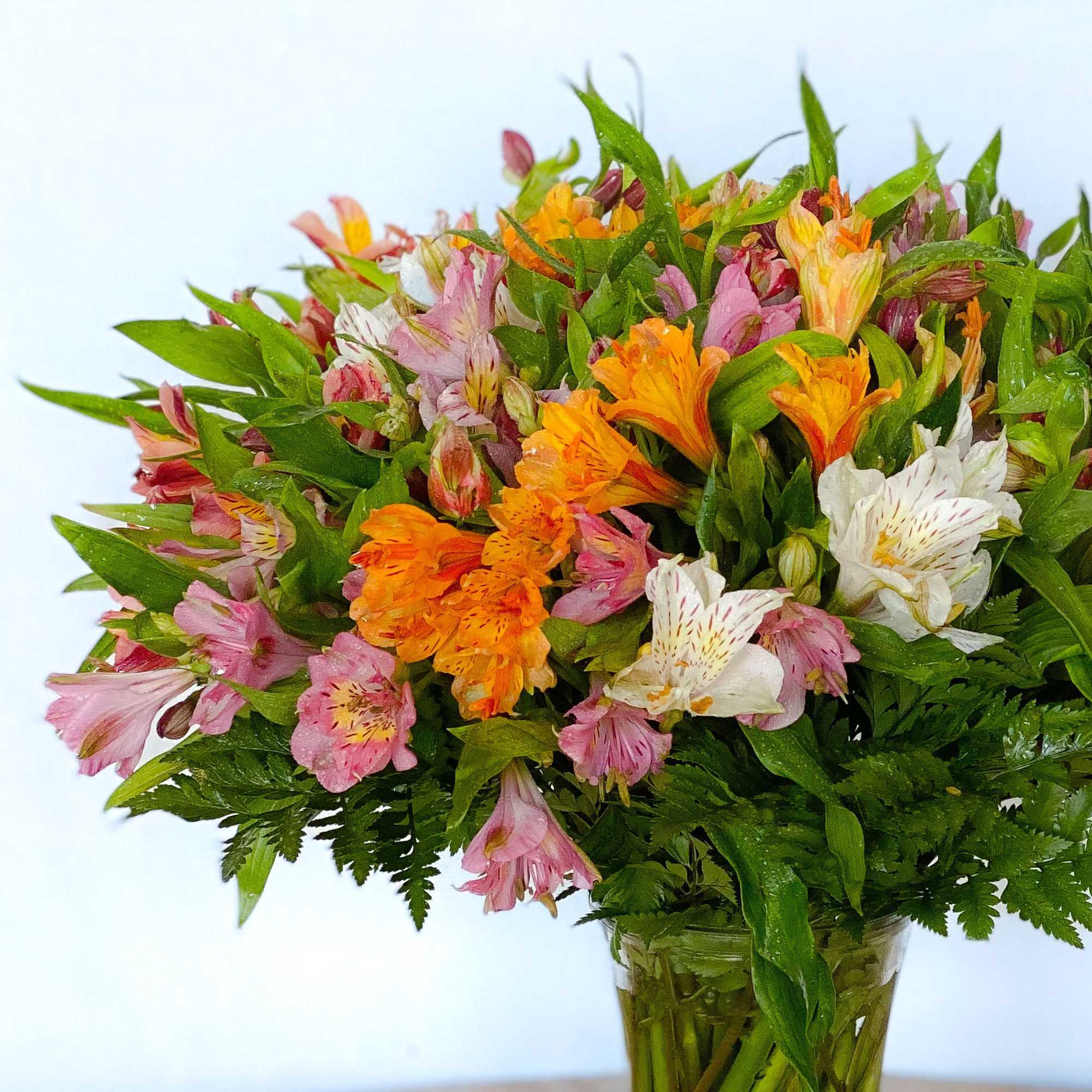 Luscious 30 stem alstroemerias or better known as Peruvian Lilies hand tied