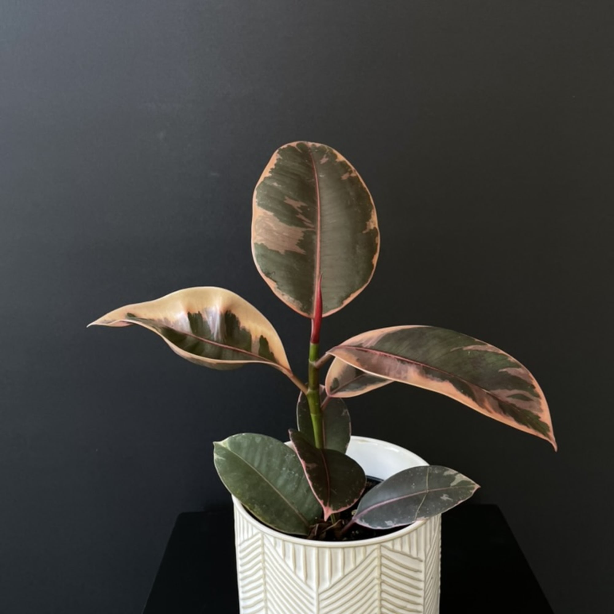 The Ficus Elastica &#039;Tineke&#039; is a stunning houseplant known for its striking