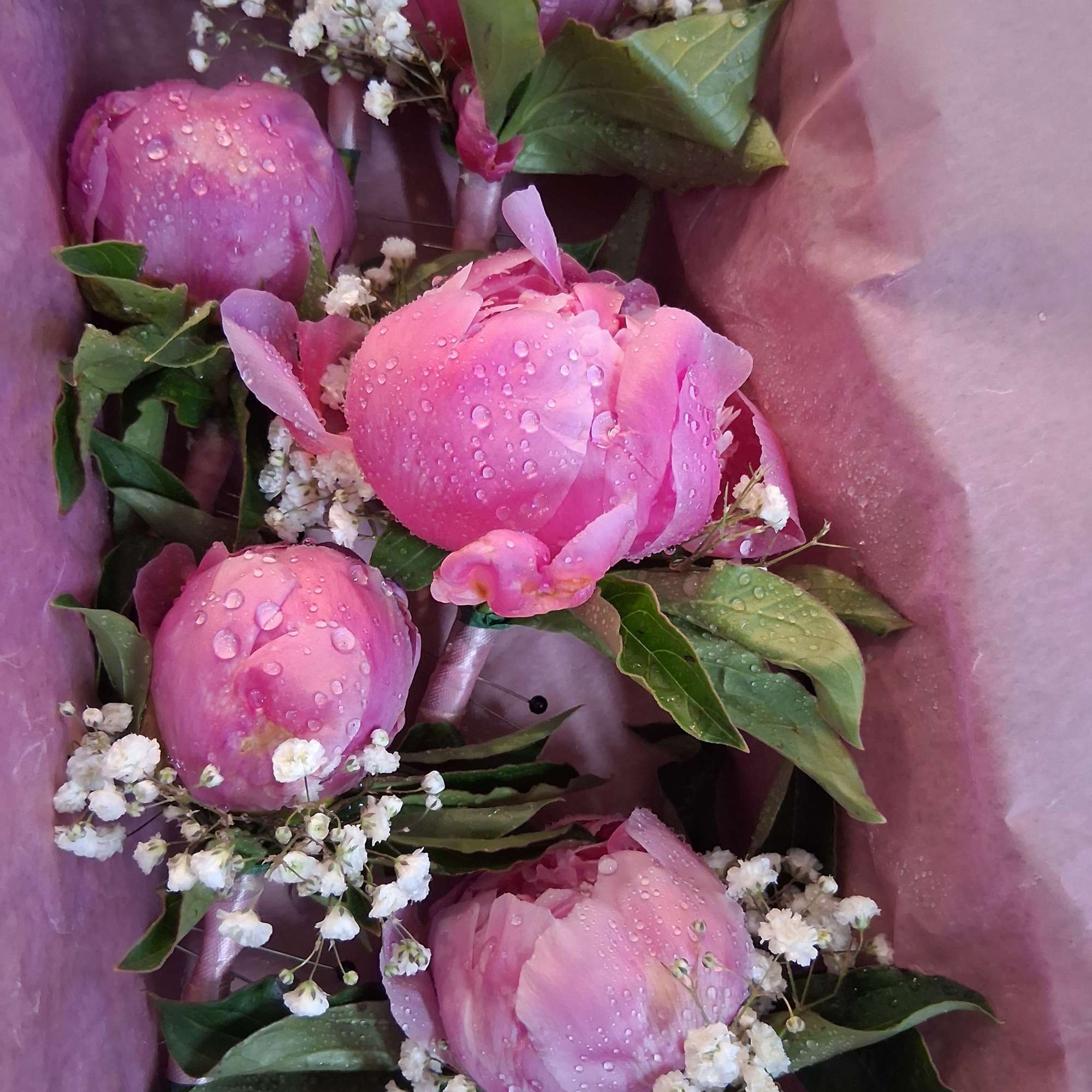 Beautiful pink peony &quot;Sarah Bernhardt&quot; boutonniere with touch of baby&#039;s breath and