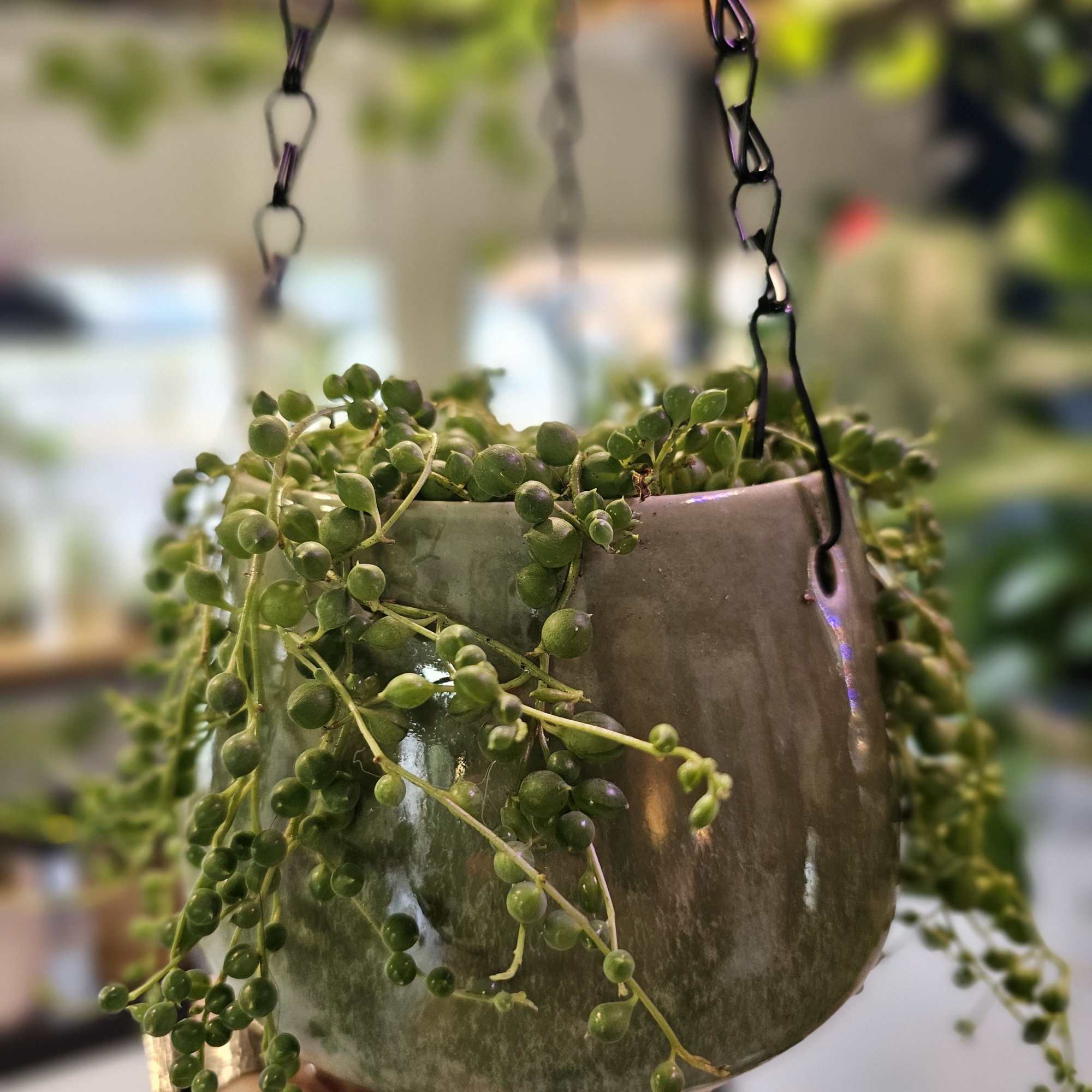 Perfect string of pearls in a locally hand made ceramic hanging pot.