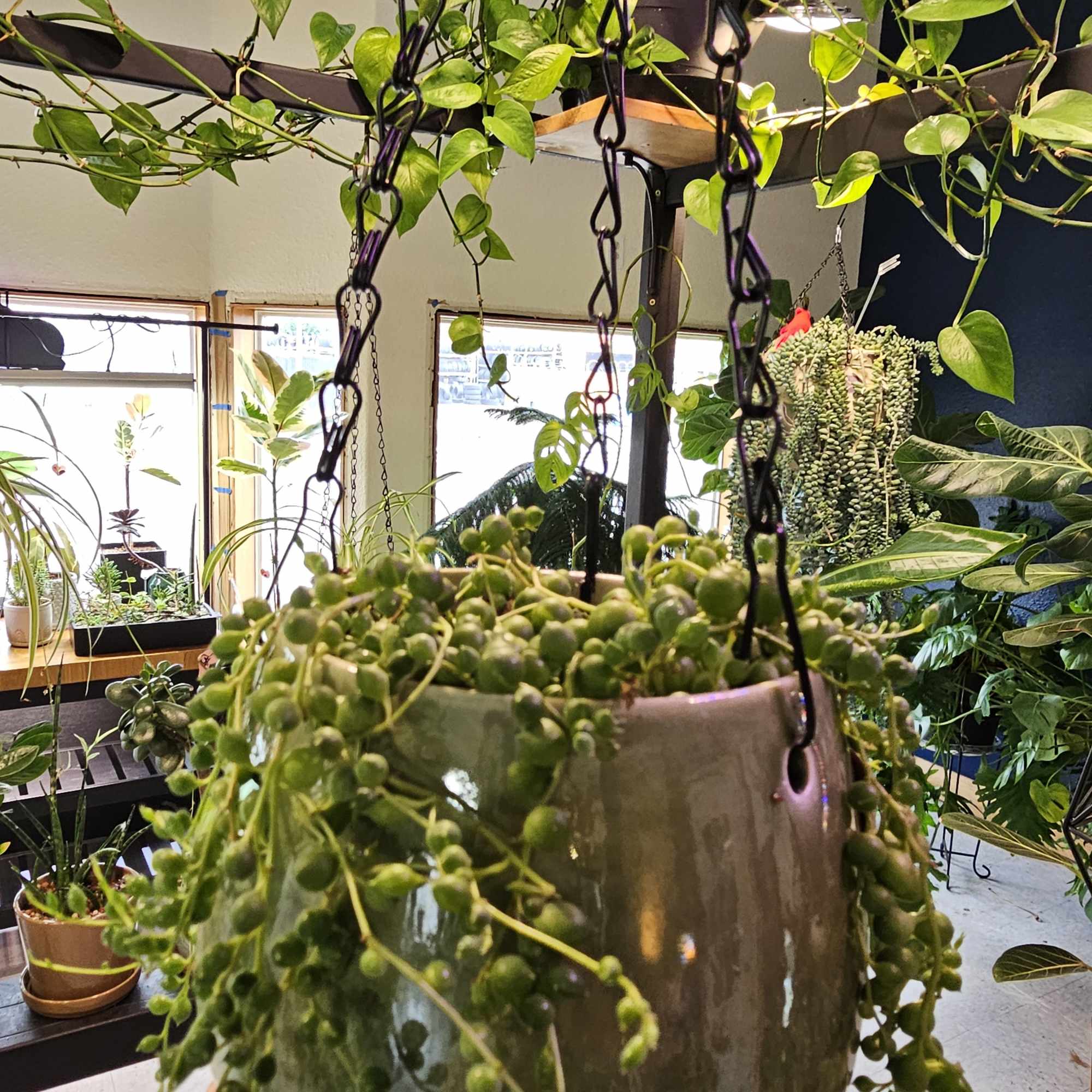 Perfect string of pearls in a locally hand made ceramic hanging pot.