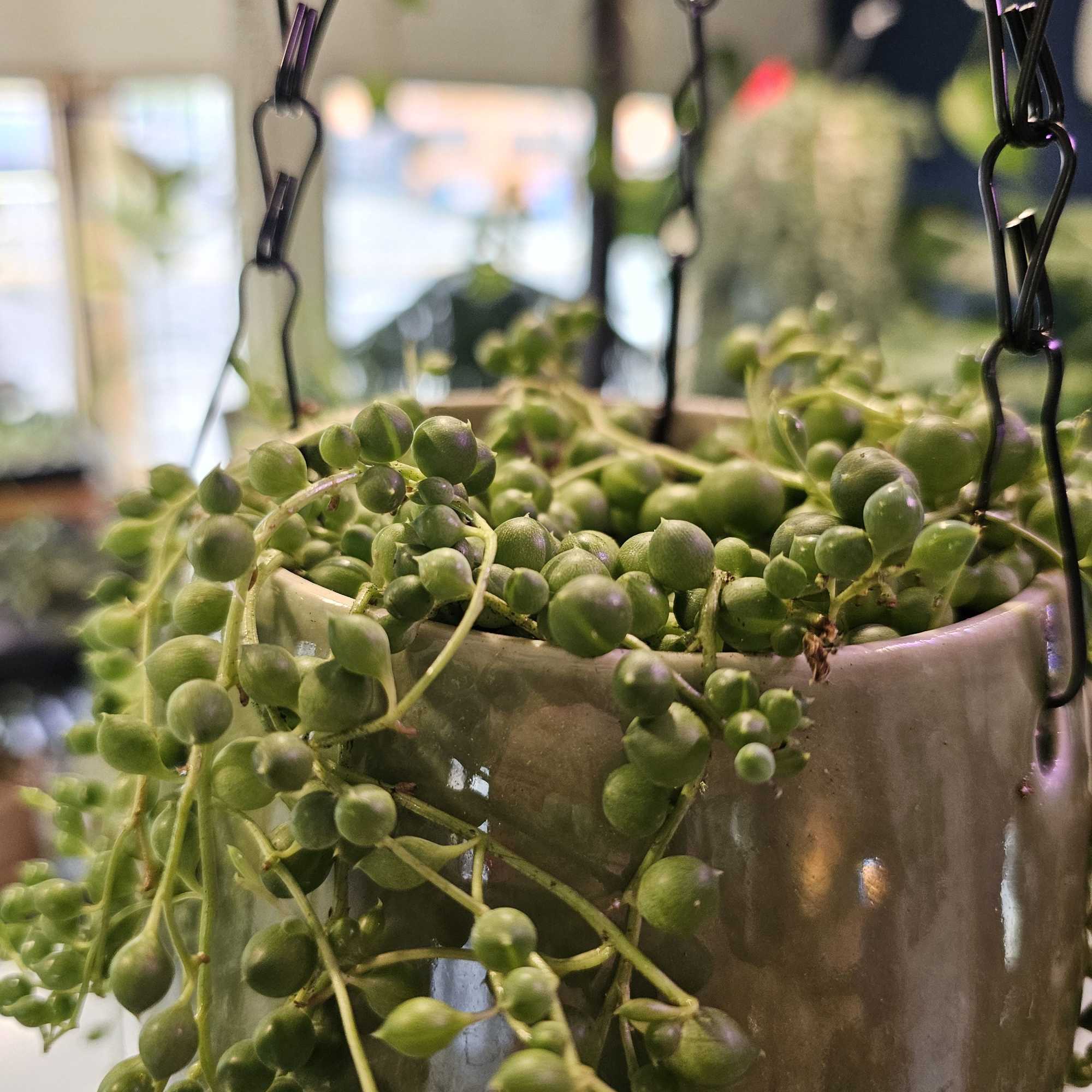 Perfect string of pearls in a locally hand made ceramic hanging pot.