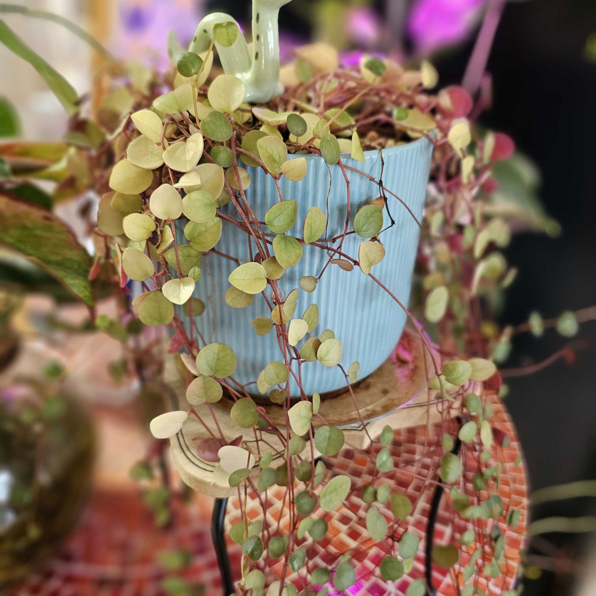 Long cascading hearts in a lovely blue pot. 