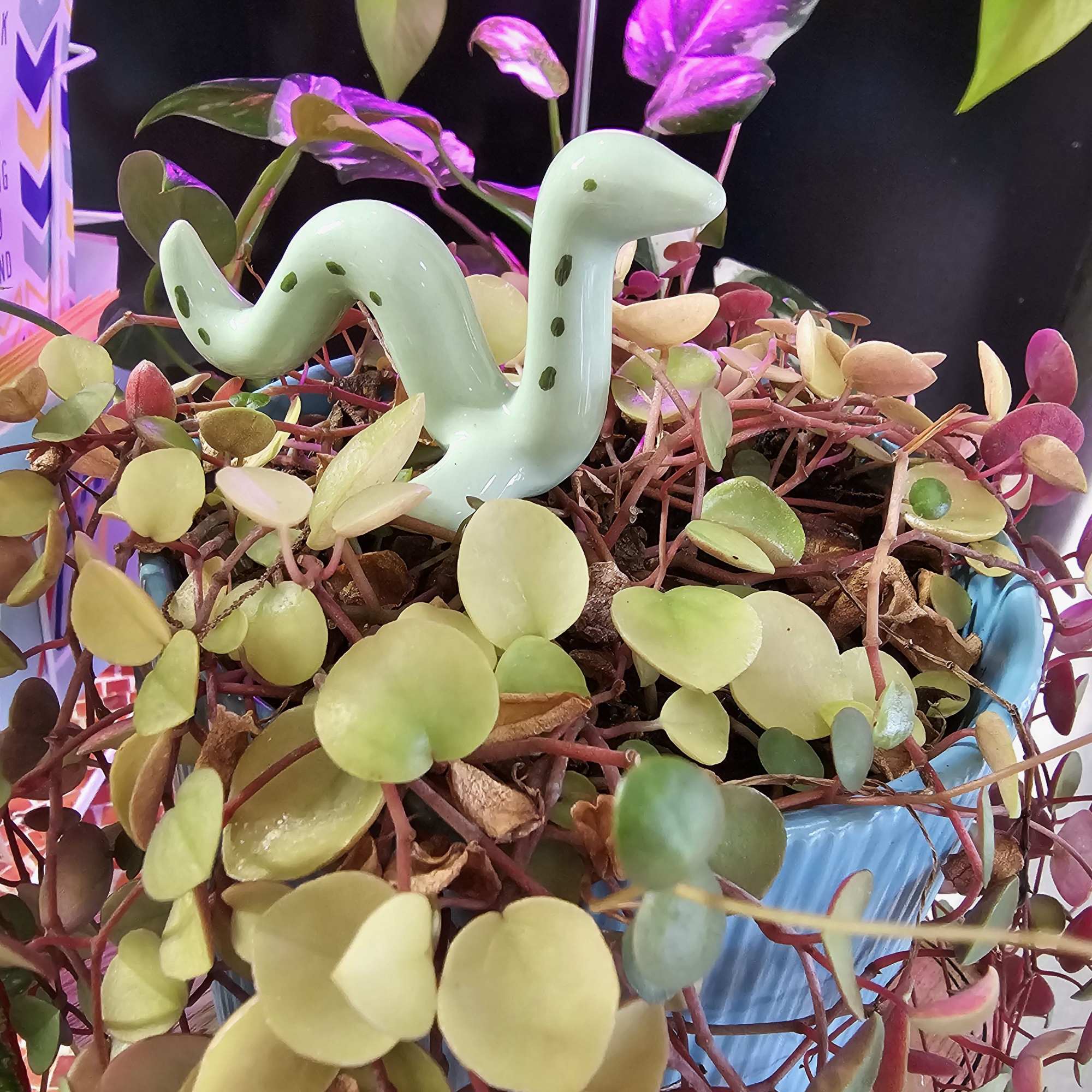 Long cascading hearts in a lovely blue pot. 