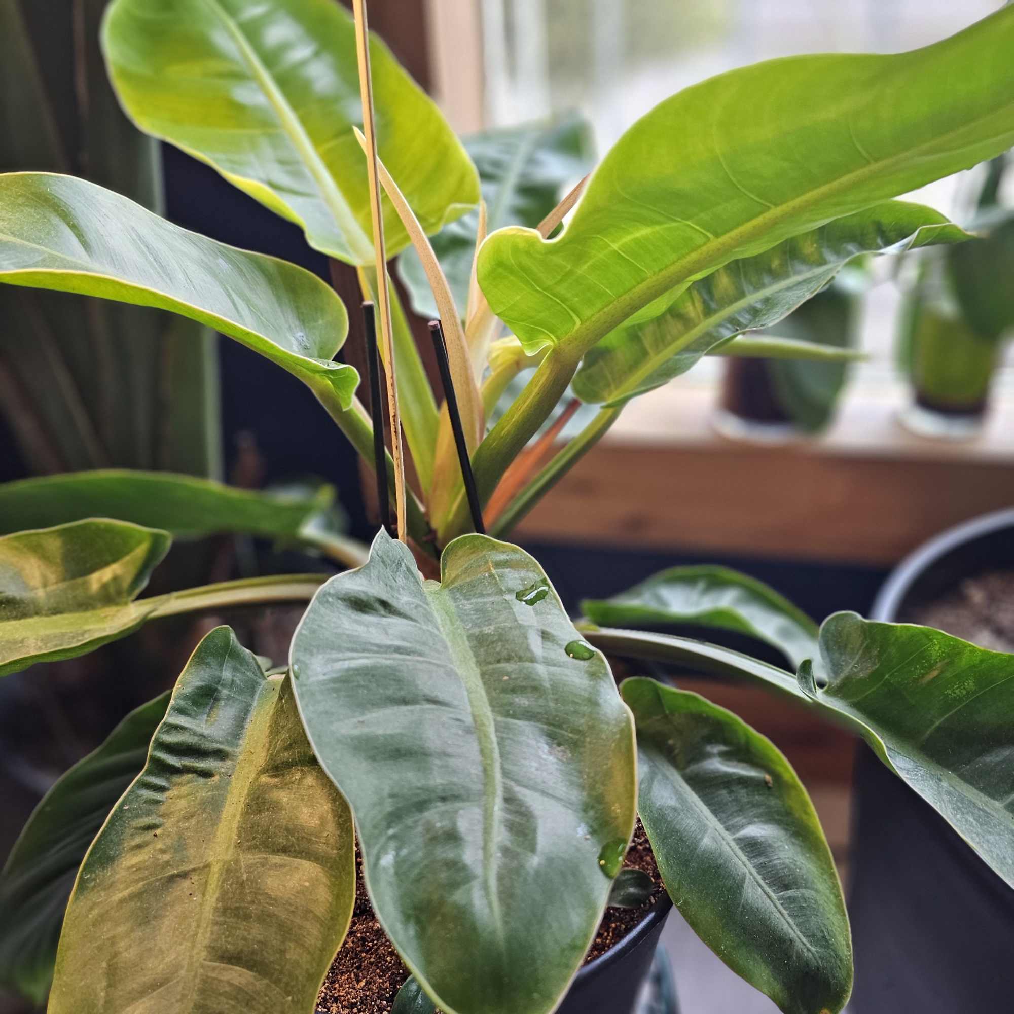 This semi-tropical plant can look beautiful in any home