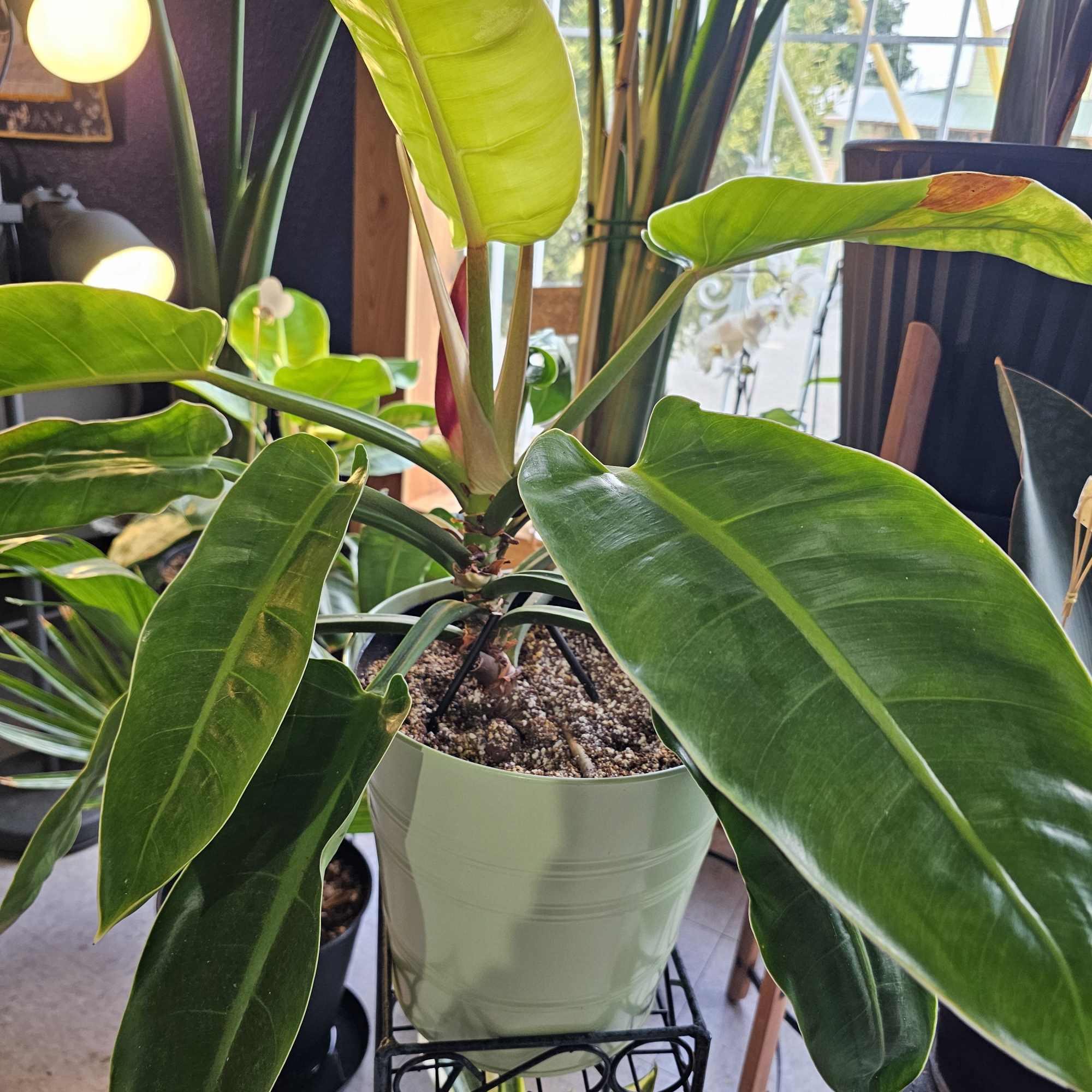 This semi-tropical plant can look beautiful in any home