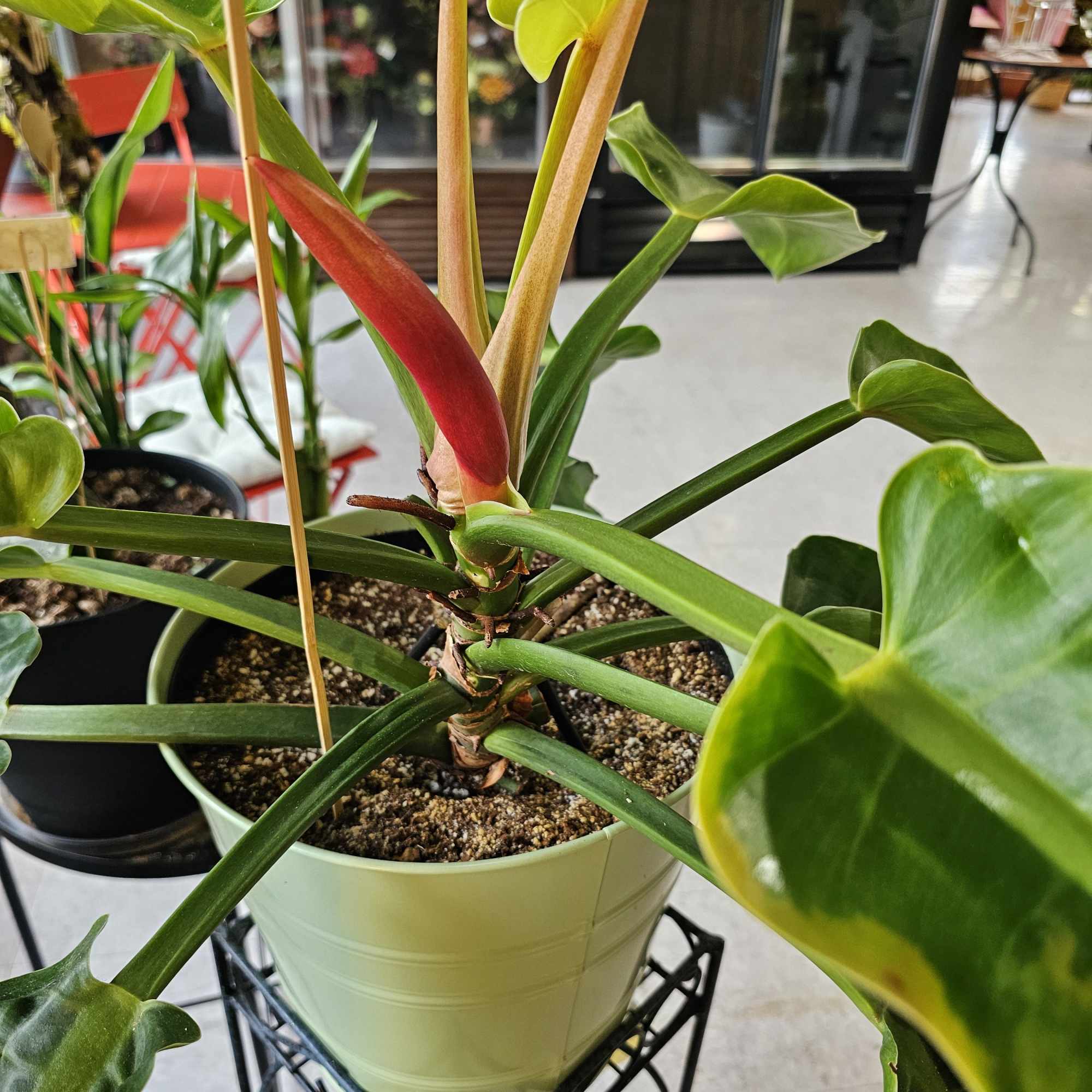 This semi-tropical plant can look beautiful in any home