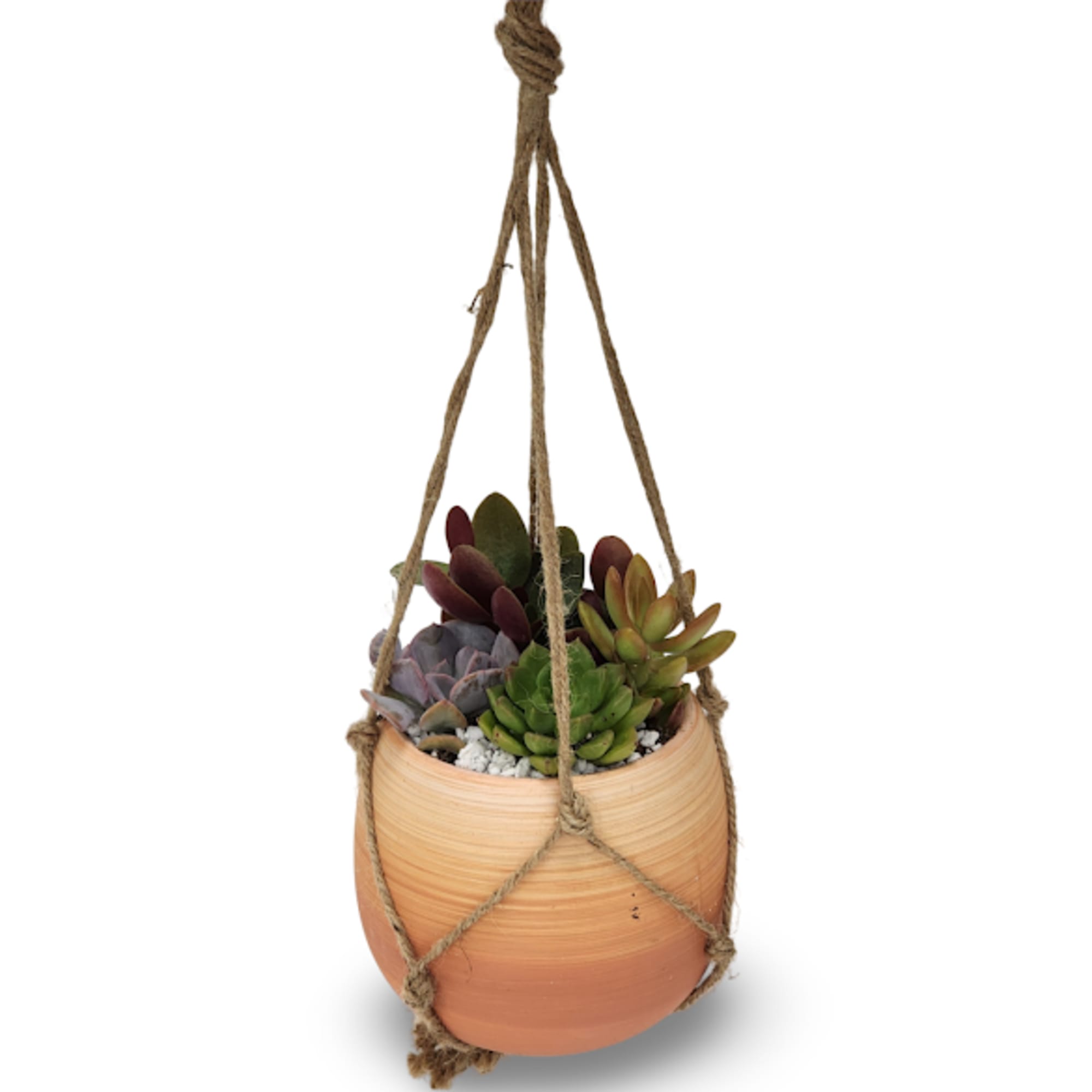 Select this unique hanging succulent planter. 
