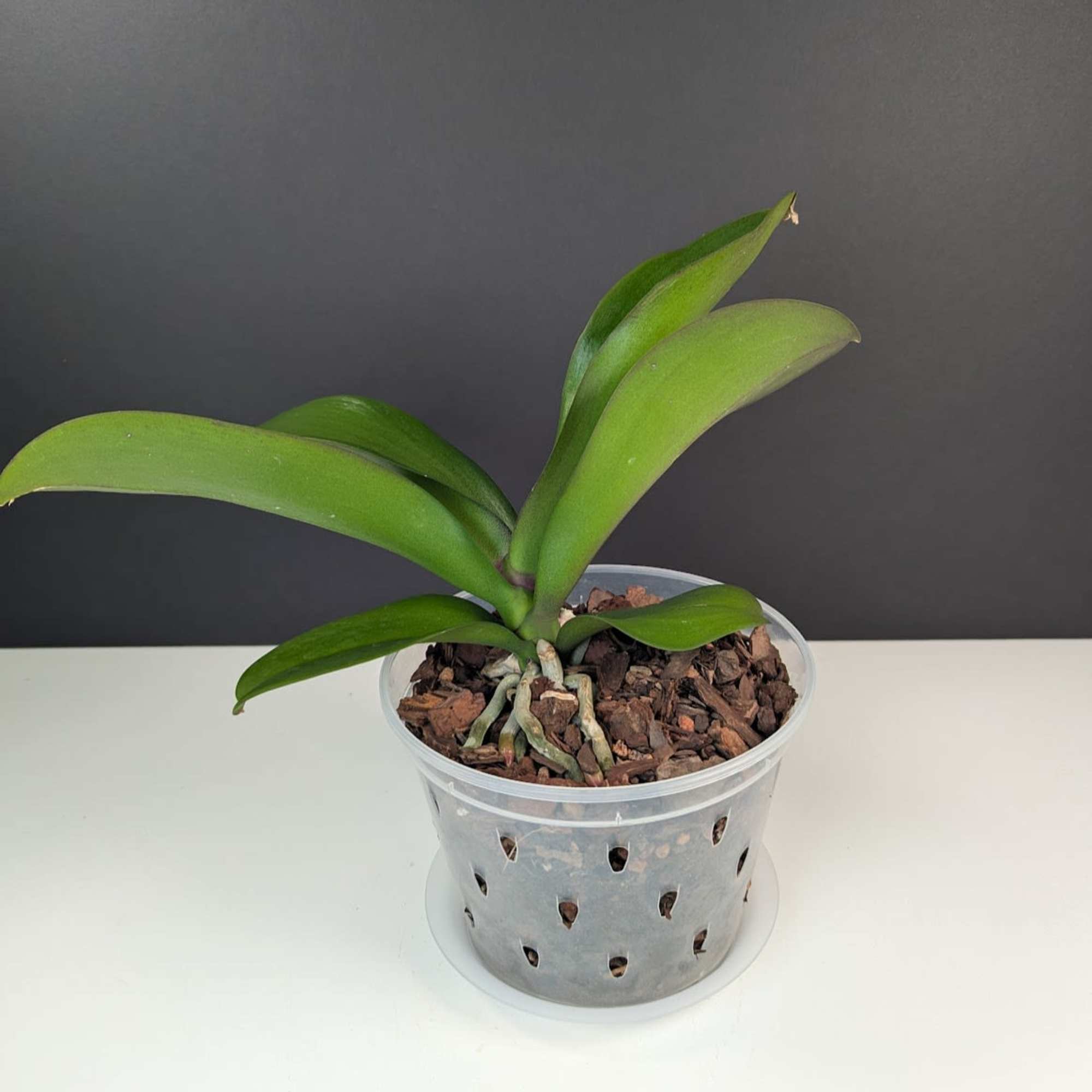 Adopt a Second Chance Orchid 

At Dreamy Floret, we believe every plant