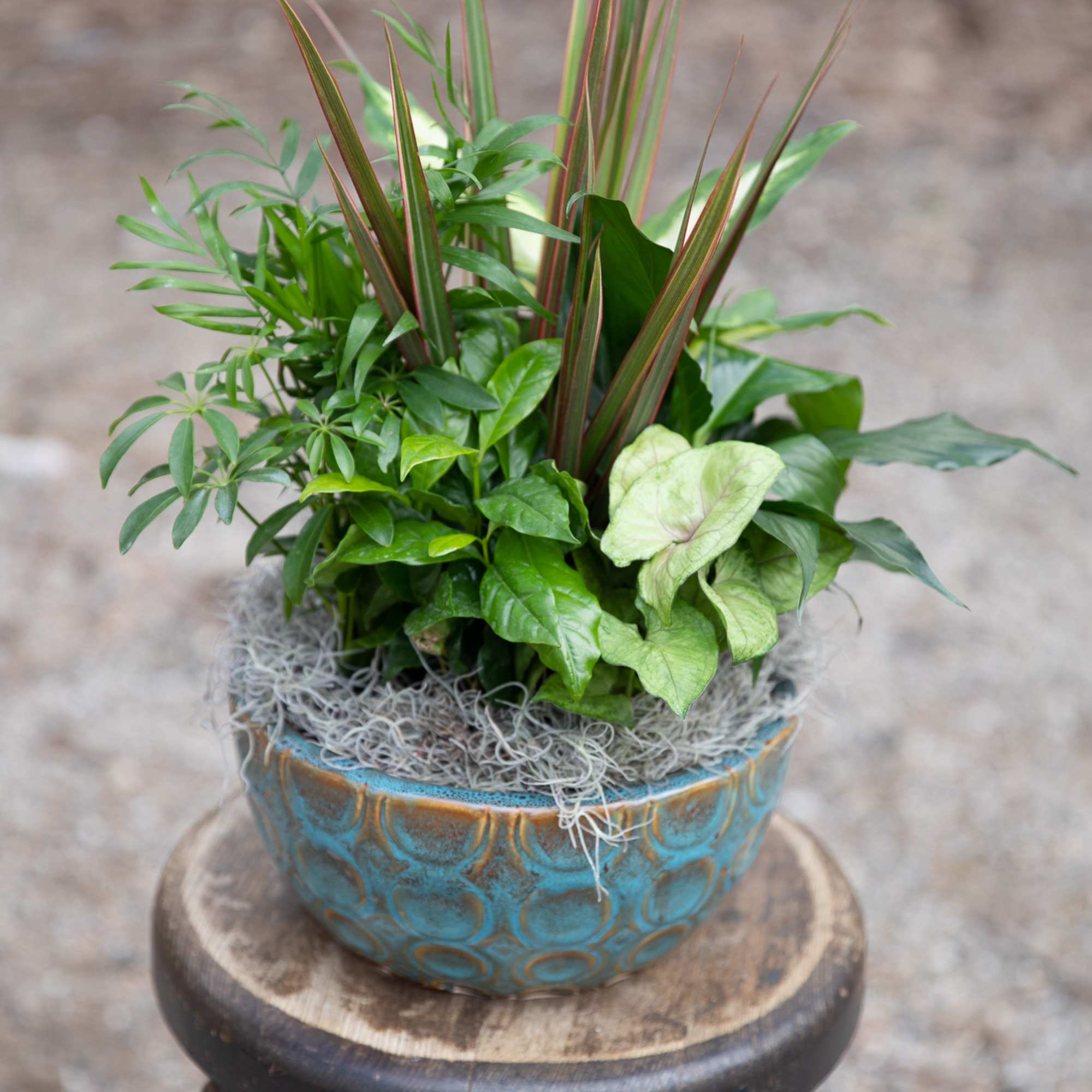 Our dish gardens come in various sizes and with or without blooming
