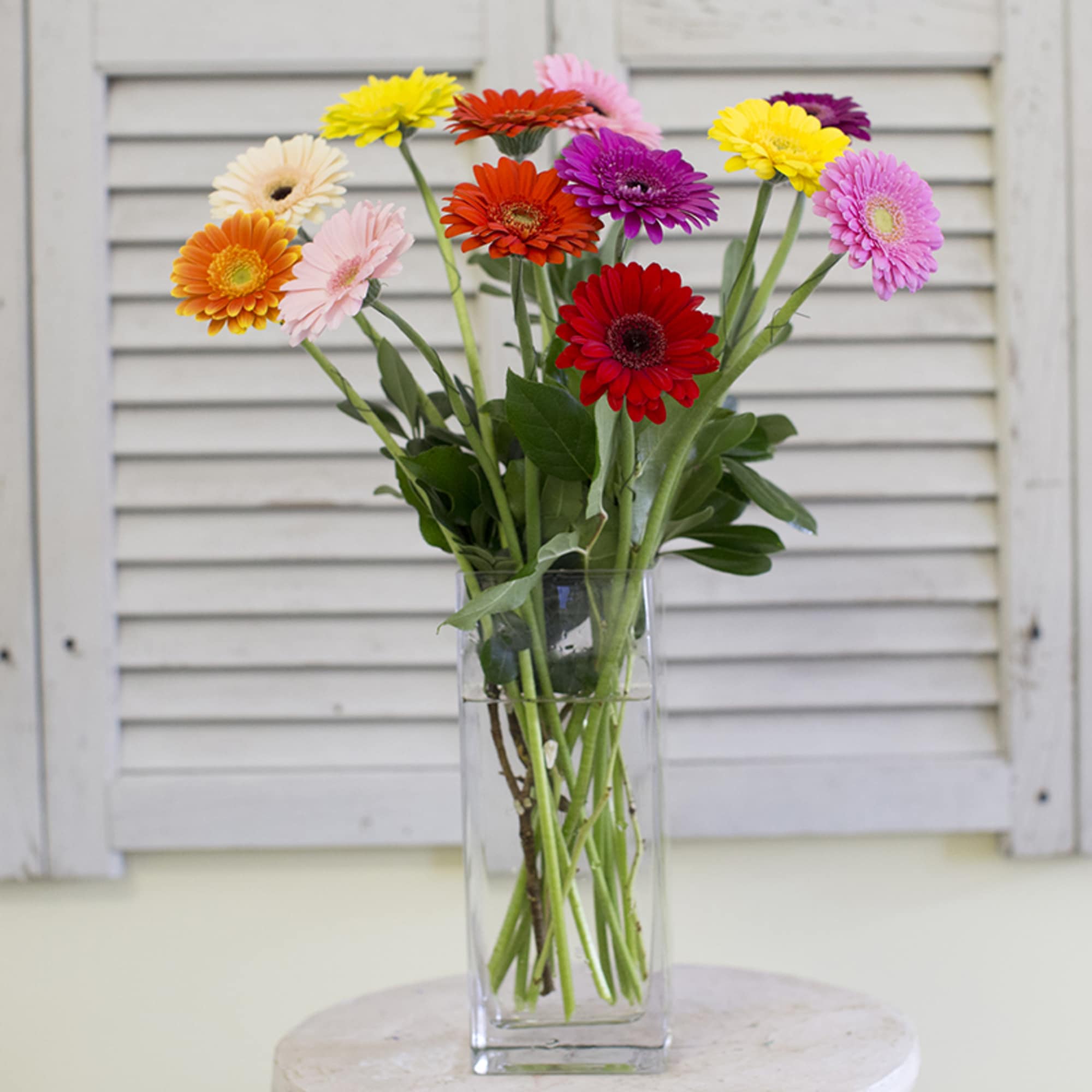 Tall arrangement of beautiful bright mixed colored gerberas with greens and bear Tall arrangement of beautiful bright mixed colored gerberas with greens and bear