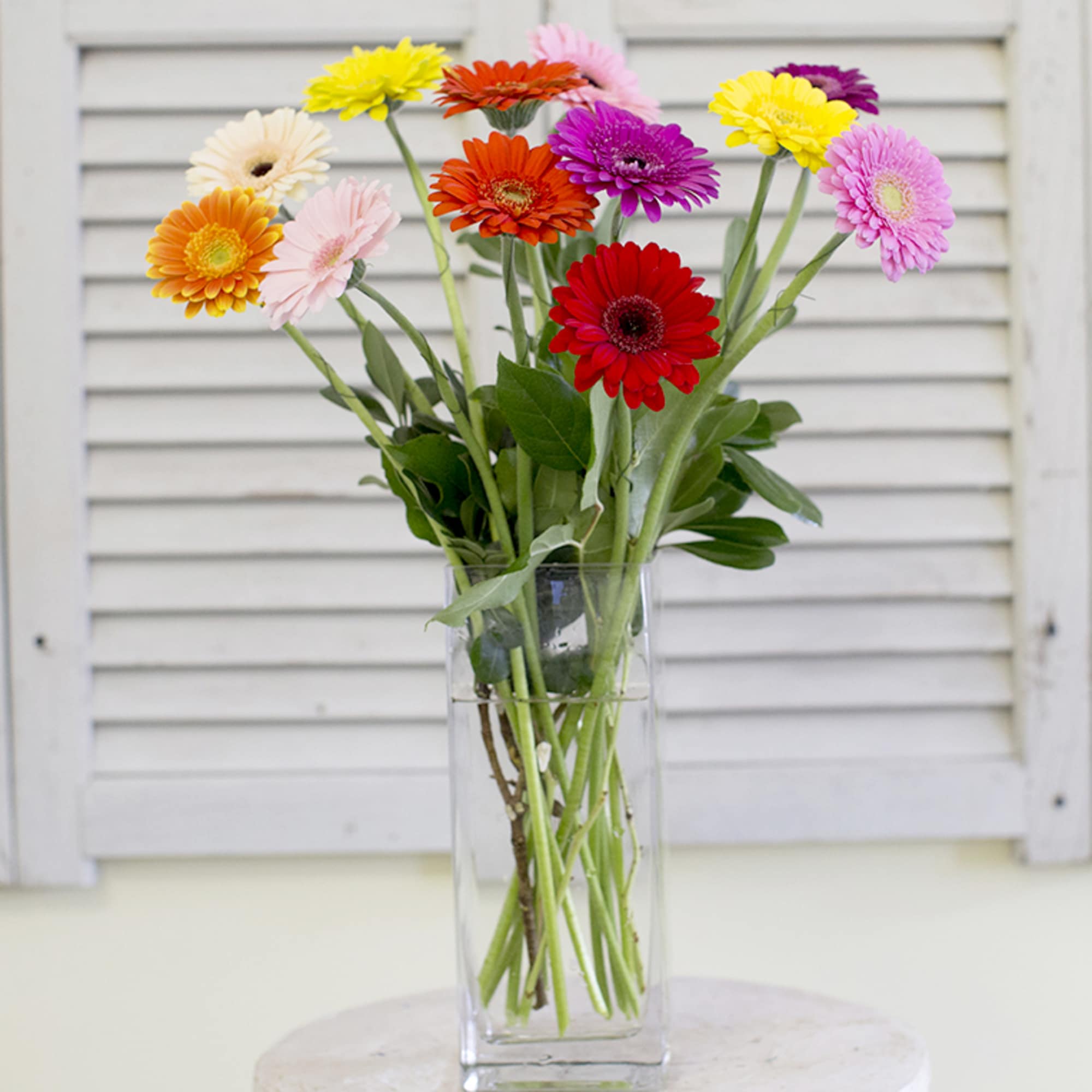Tall arrangement of beautiful bright mixed colored gerberas with greens and bear Tall arrangement of beautiful bright mixed colored gerberas with greens and bear