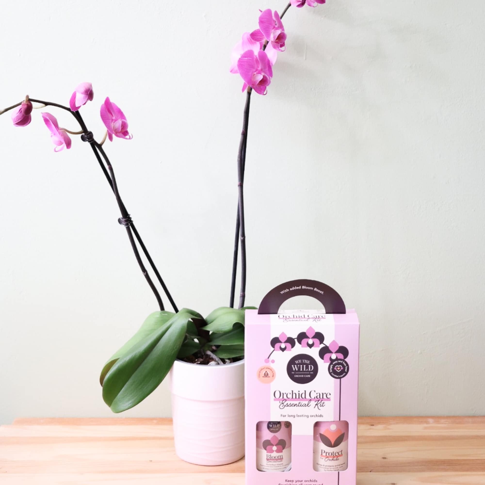 A beautiful double orchid in a ceramic container paired with a We A beautiful double orchid in a ceramic container paired with a We
