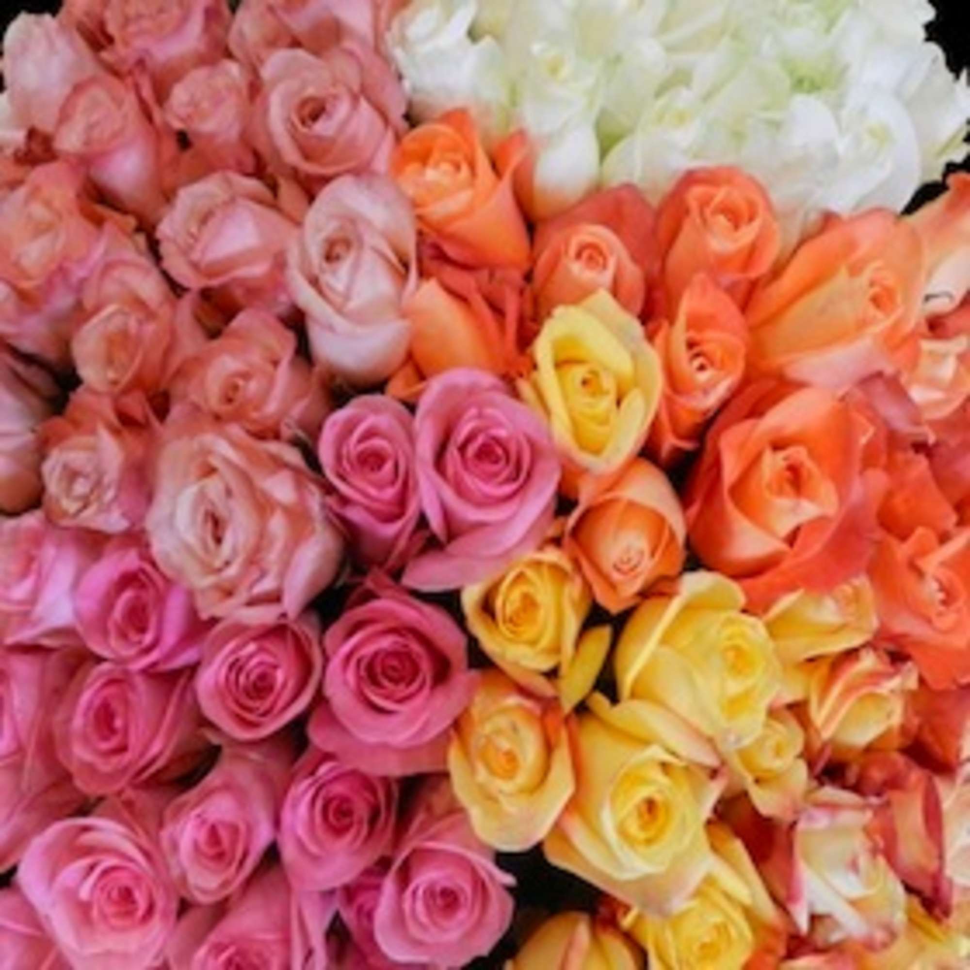 An amazing collection of colorful roses exemplifies all meaning of love, from